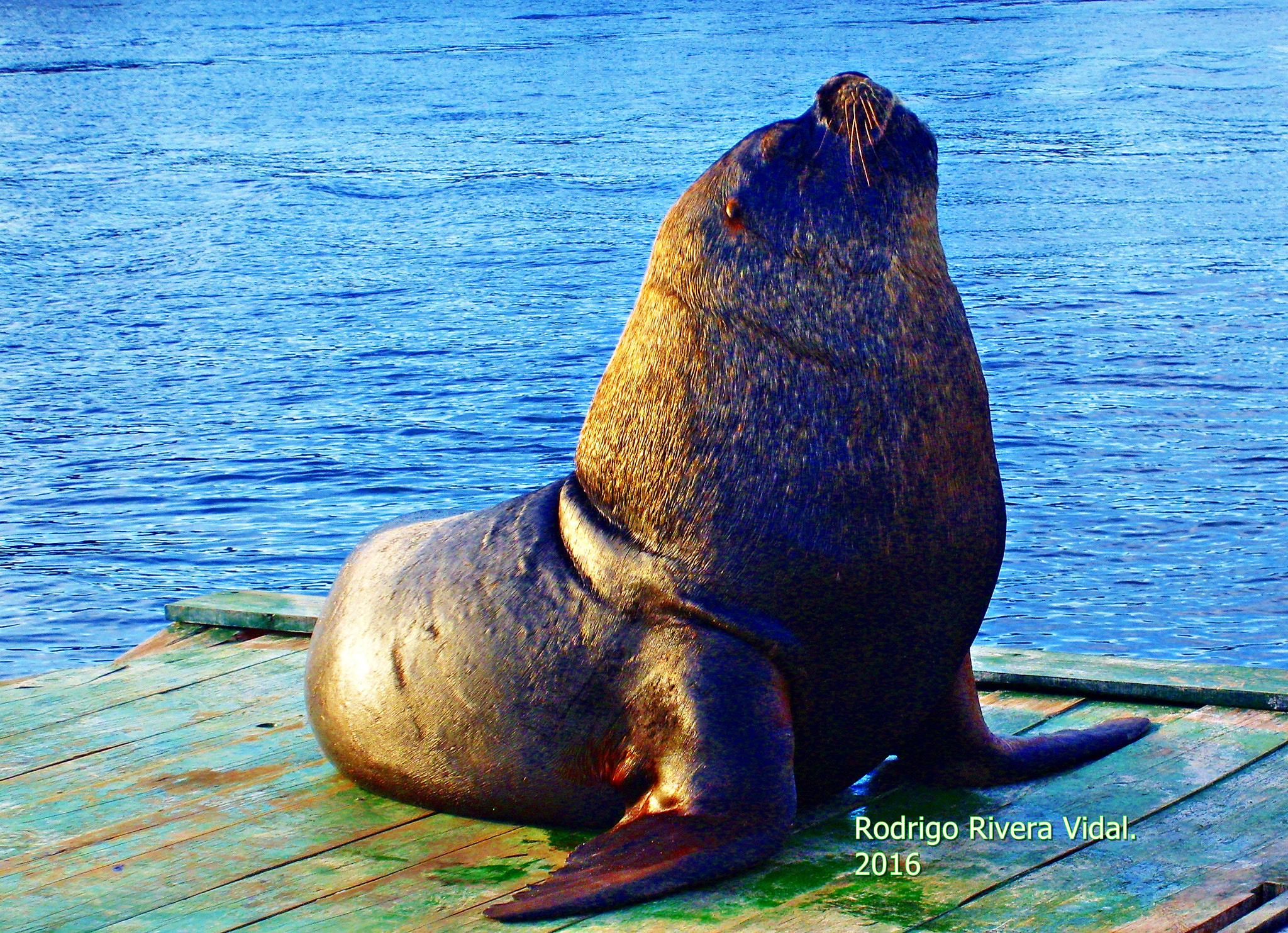 Samsung Digimax S700 / Kenox S700 / Digimax Cyber 730 sample photo. Sea lions photography