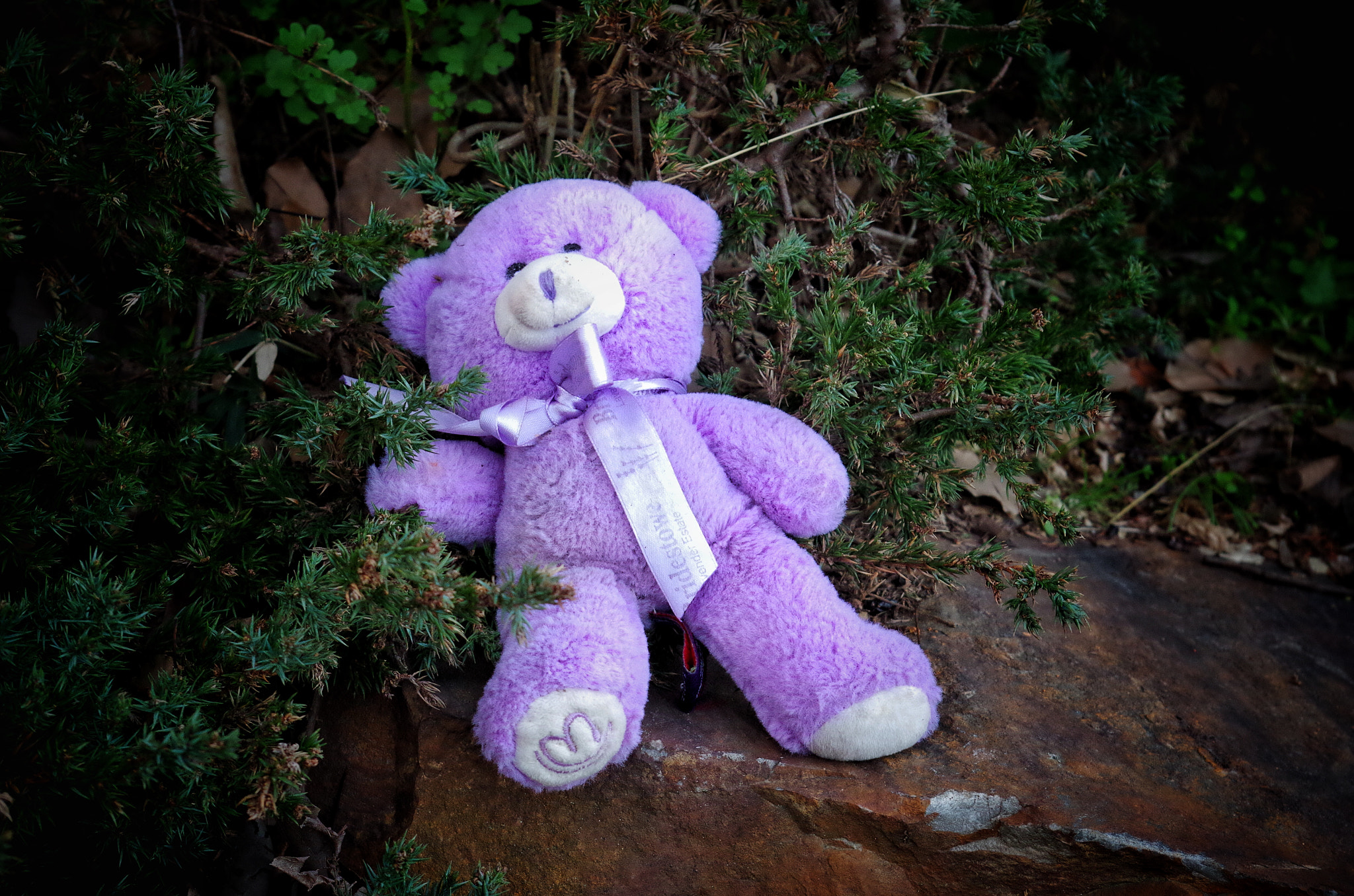 Pentax K-01 sample photo. A lost teddy bear photography
