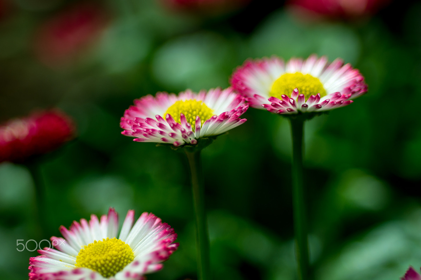 Nikon D7100 + Nikon AF Micro-Nikkor 60mm F2.8D sample photo. Flowers photography