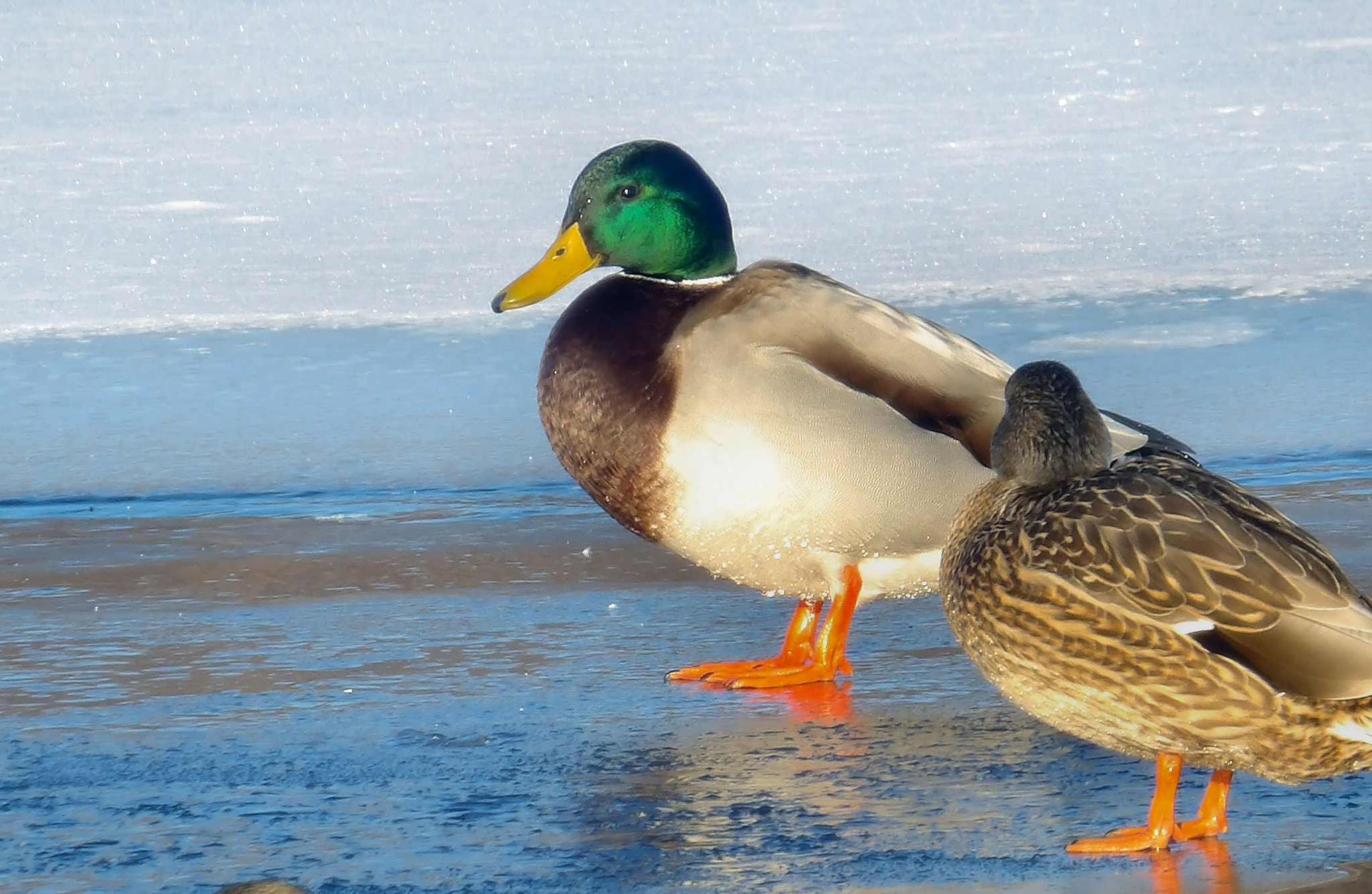 JK KODAK PIXPRO AZ525 sample photo. Mallard pair photography