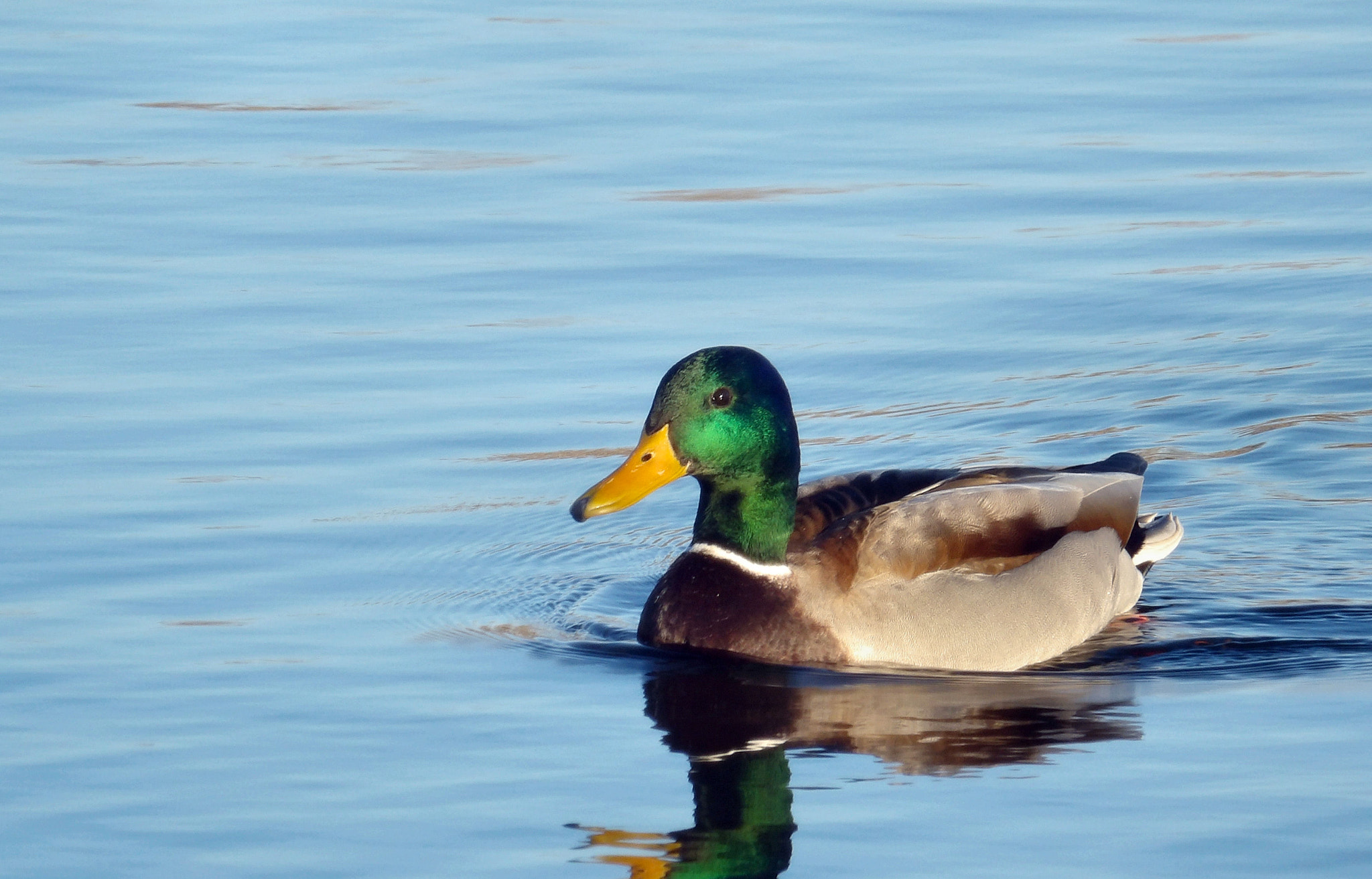 JK KODAK PIXPRO AZ525 sample photo. Lone cold mallard photography