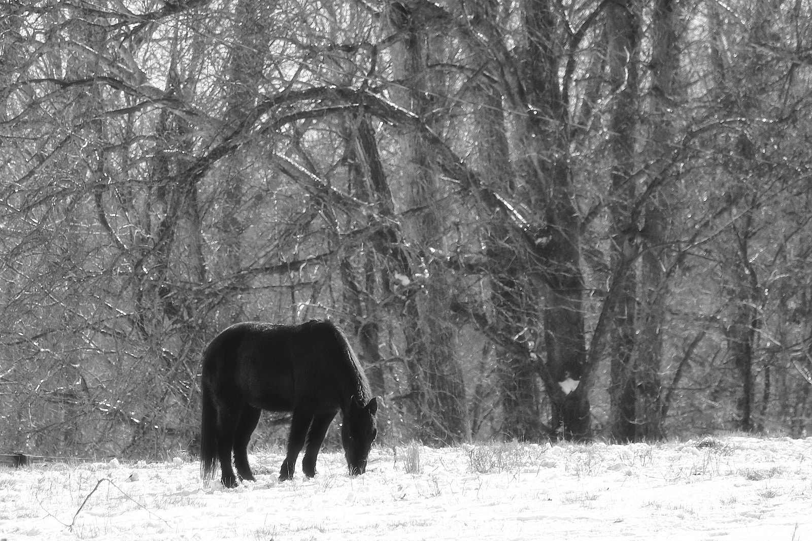 Canon EOS 750D (EOS Rebel T6i / EOS Kiss X8i) sample photo. Black horse in snow bw photography