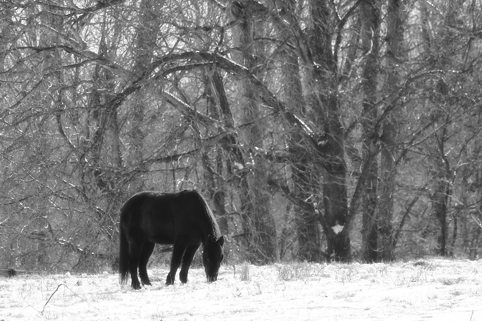Canon EF-S 55-250mm F4-5.6 IS STM sample photo. Black horse in snow bw photography