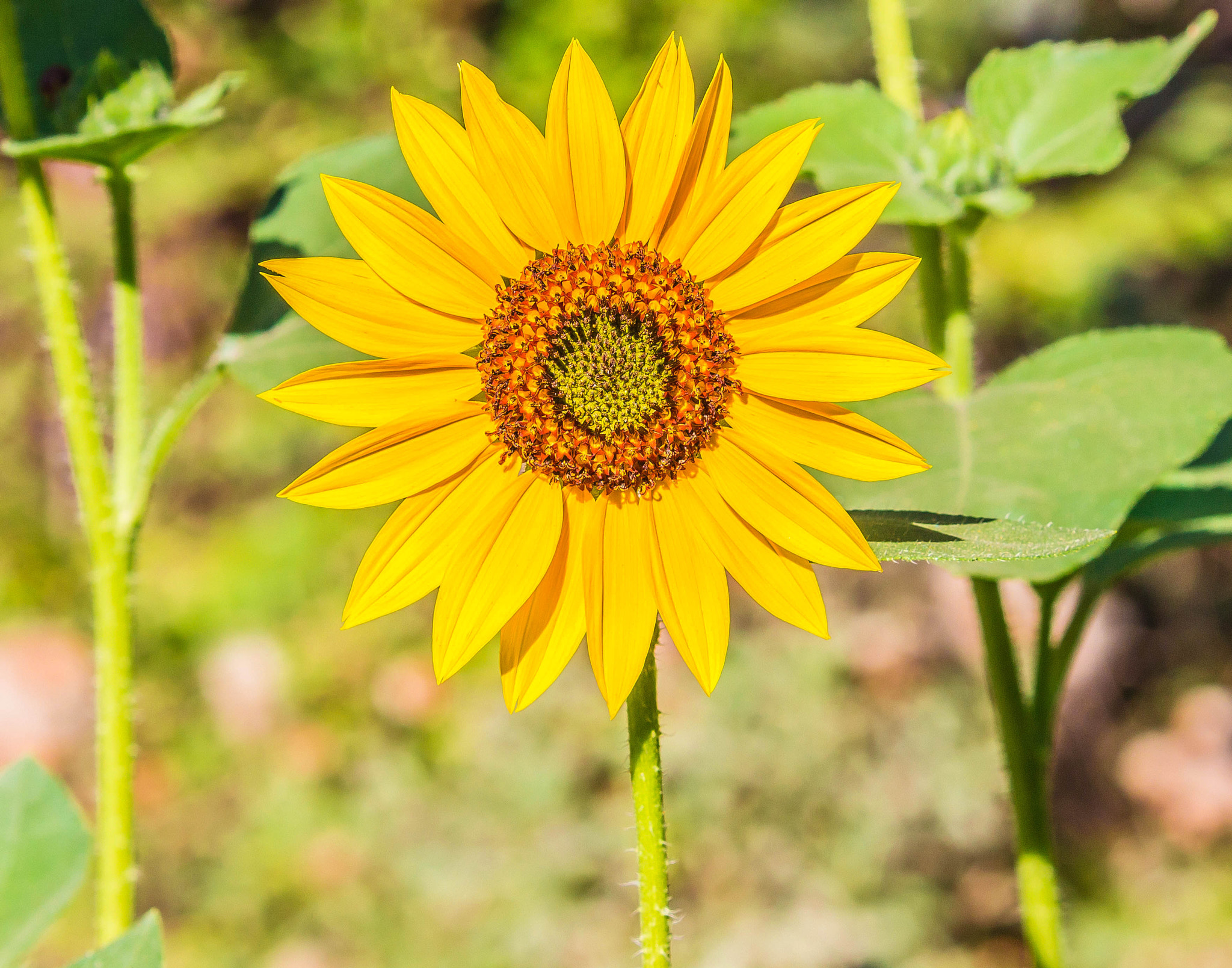 Canon EOS 600D (Rebel EOS T3i / EOS Kiss X5) sample photo. Sunflower bloom photography