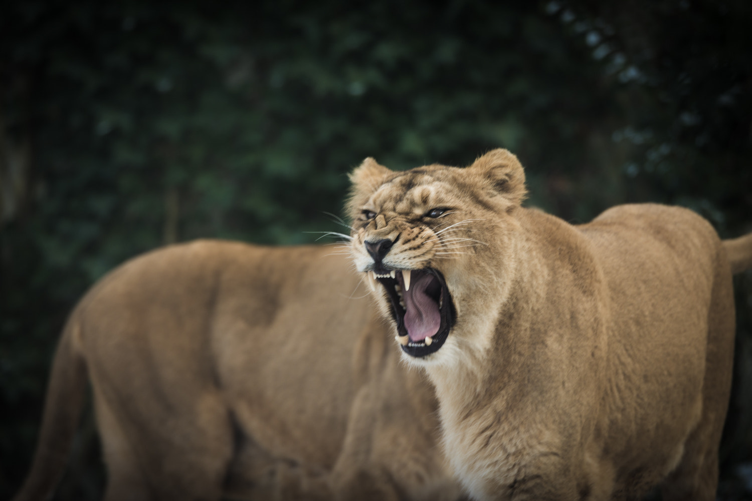 Nikon AF-S Nikkor 70-200mm F2.8G ED VR II sample photo. Lion queen photography
