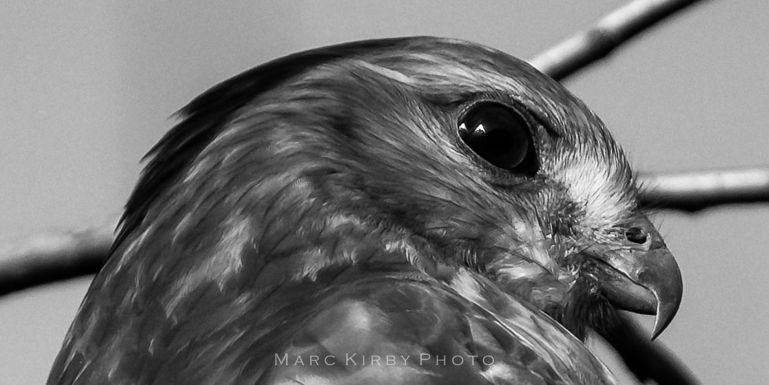 Fujifilm XF 100-400mm F4.5-5.6 R LM OIS WR sample photo. Hawkeye photography