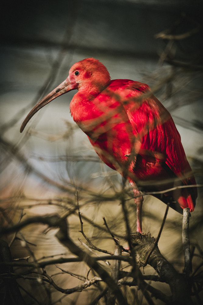 Nikon AF-S Nikkor 70-200mm F2.8G ED VR II sample photo. Scarlet ibis photography