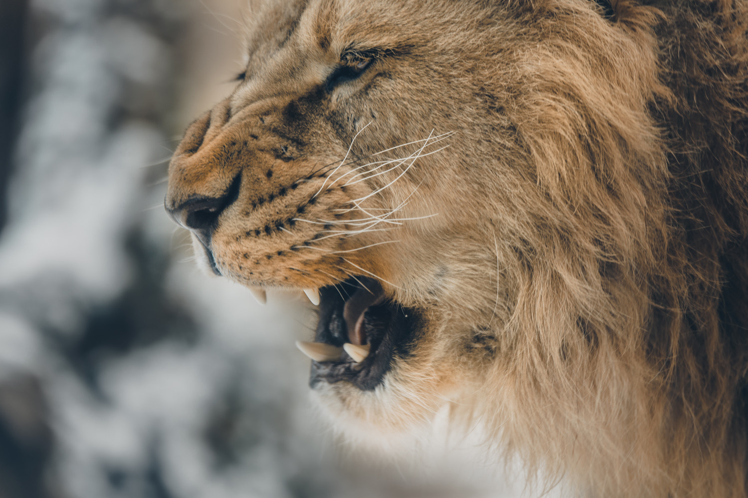 Nikon AF-S Nikkor 70-200mm F2.8G ED VR II sample photo. Lion king photography