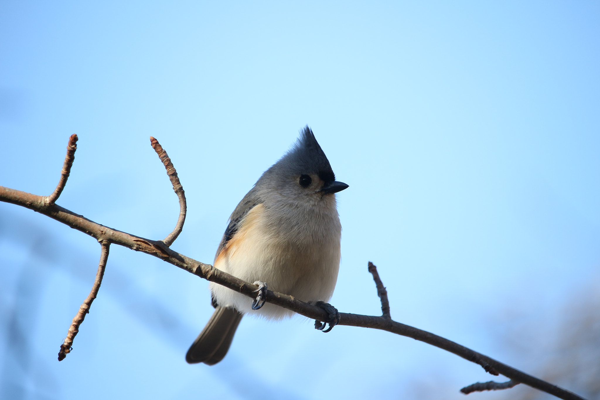 Canon EOS 100D (EOS Rebel SL1 / EOS Kiss X7) + Canon EF-S 55-250mm F4-5.6 IS STM sample photo. Tufted titmouse sweet face photography