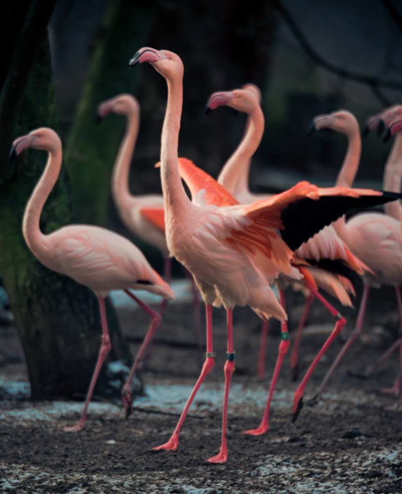 Nikon AF-S Nikkor 70-200mm F2.8G ED VR II sample photo. Flamingo balley photography