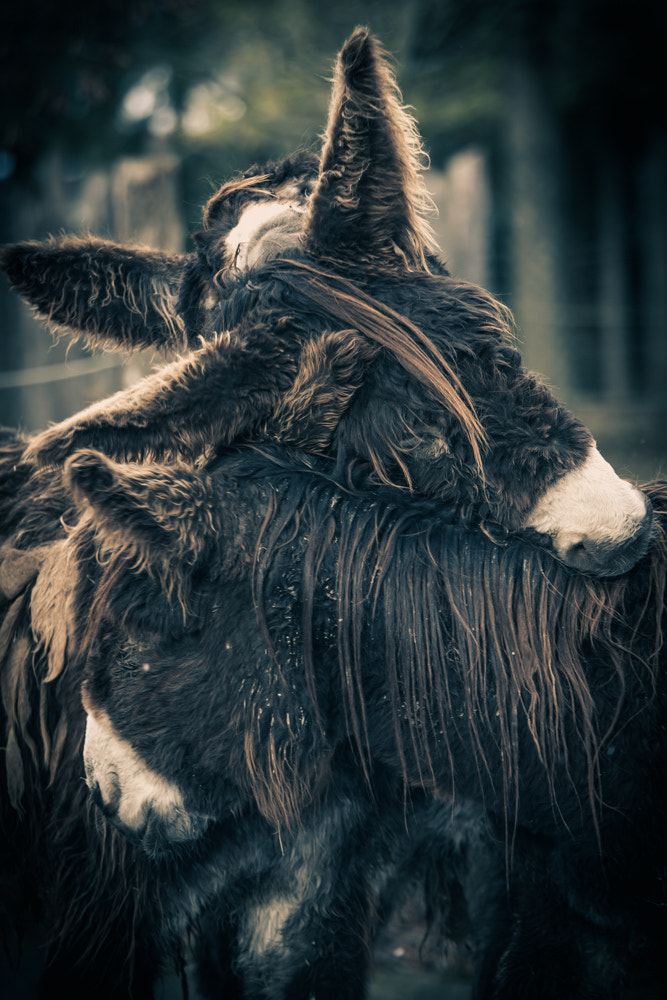 Nikon AF-S Nikkor 70-200mm F2.8G ED VR II sample photo. Donkey love photography