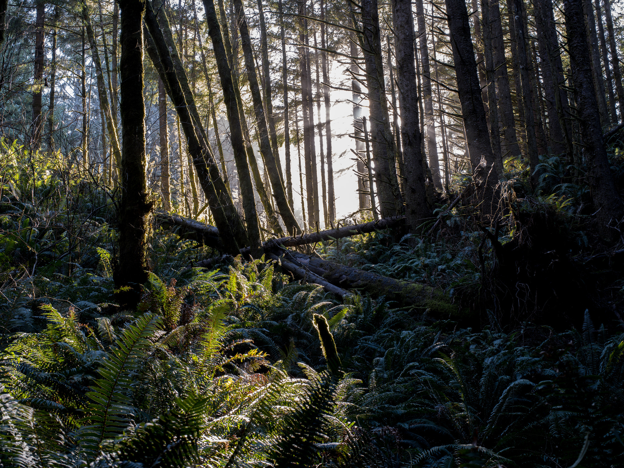 Pentax 645Z sample photo. Thomas point trail photography