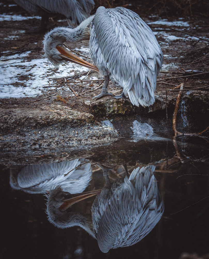 Nikon AF-S Nikkor 70-200mm F2.8G ED VR II sample photo. Lonesome pelican photography