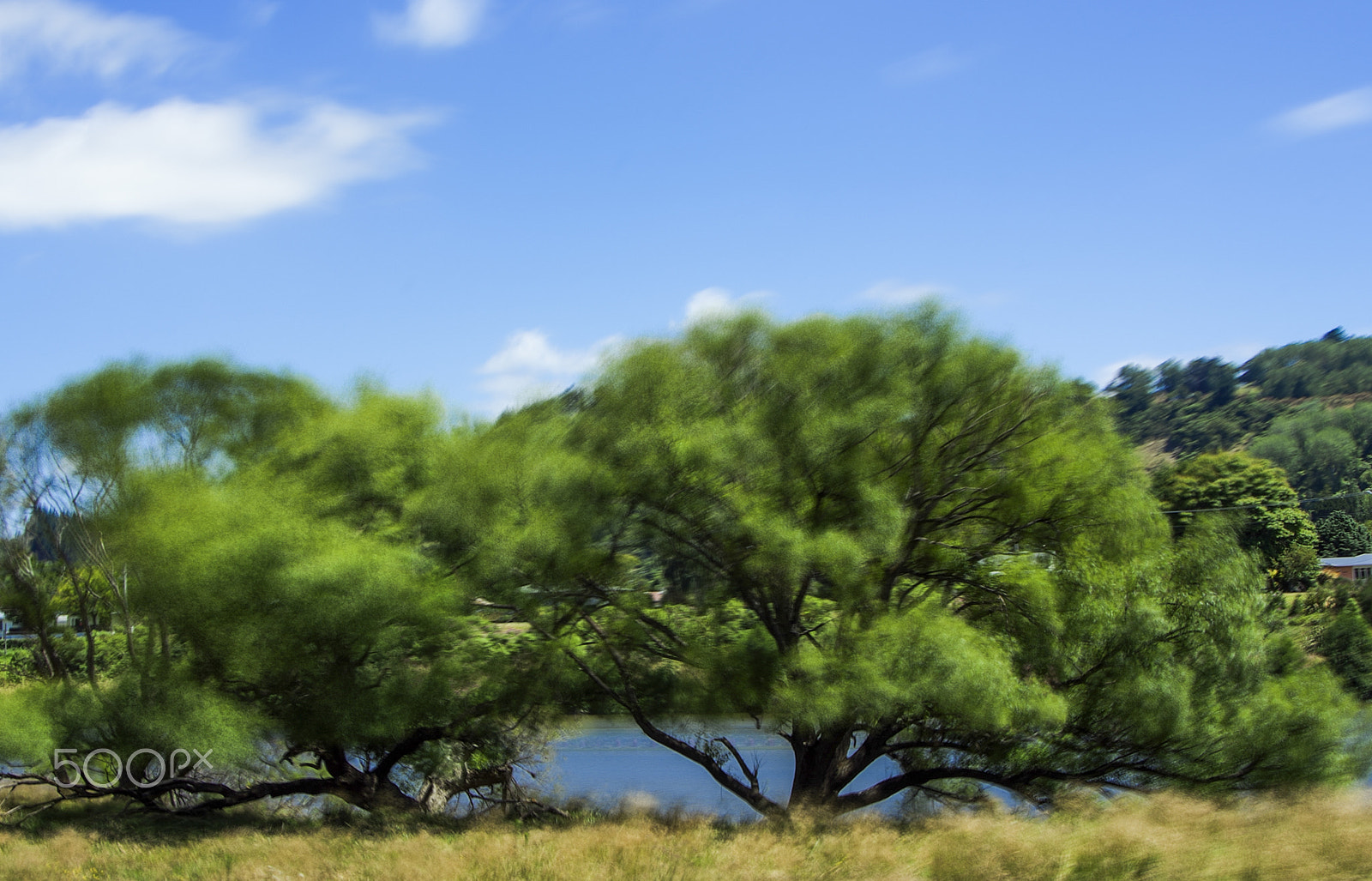 Tokina 28-80mm F3.5-5.6 sample photo. The wind in the willows photography
