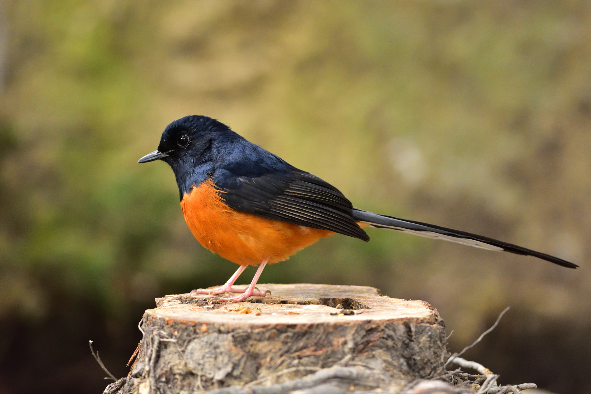 Nikon D7200 + Nikon AF-S Nikkor 300mm F4D ED-IF sample photo. Copsychus malabaricus photography