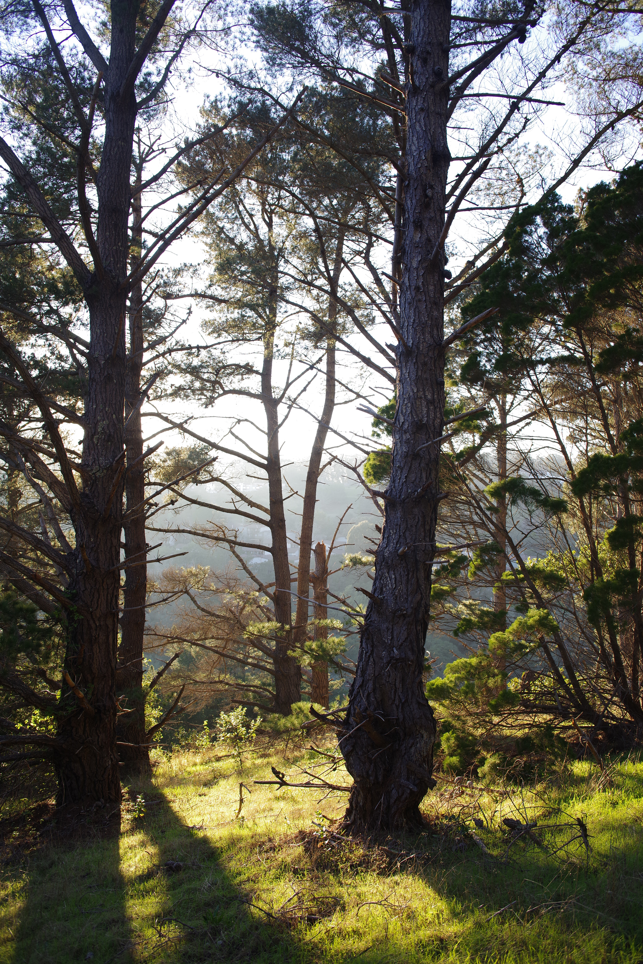 smc PENTAX-F 28mm F2.8 sample photo. Treeshadows photography