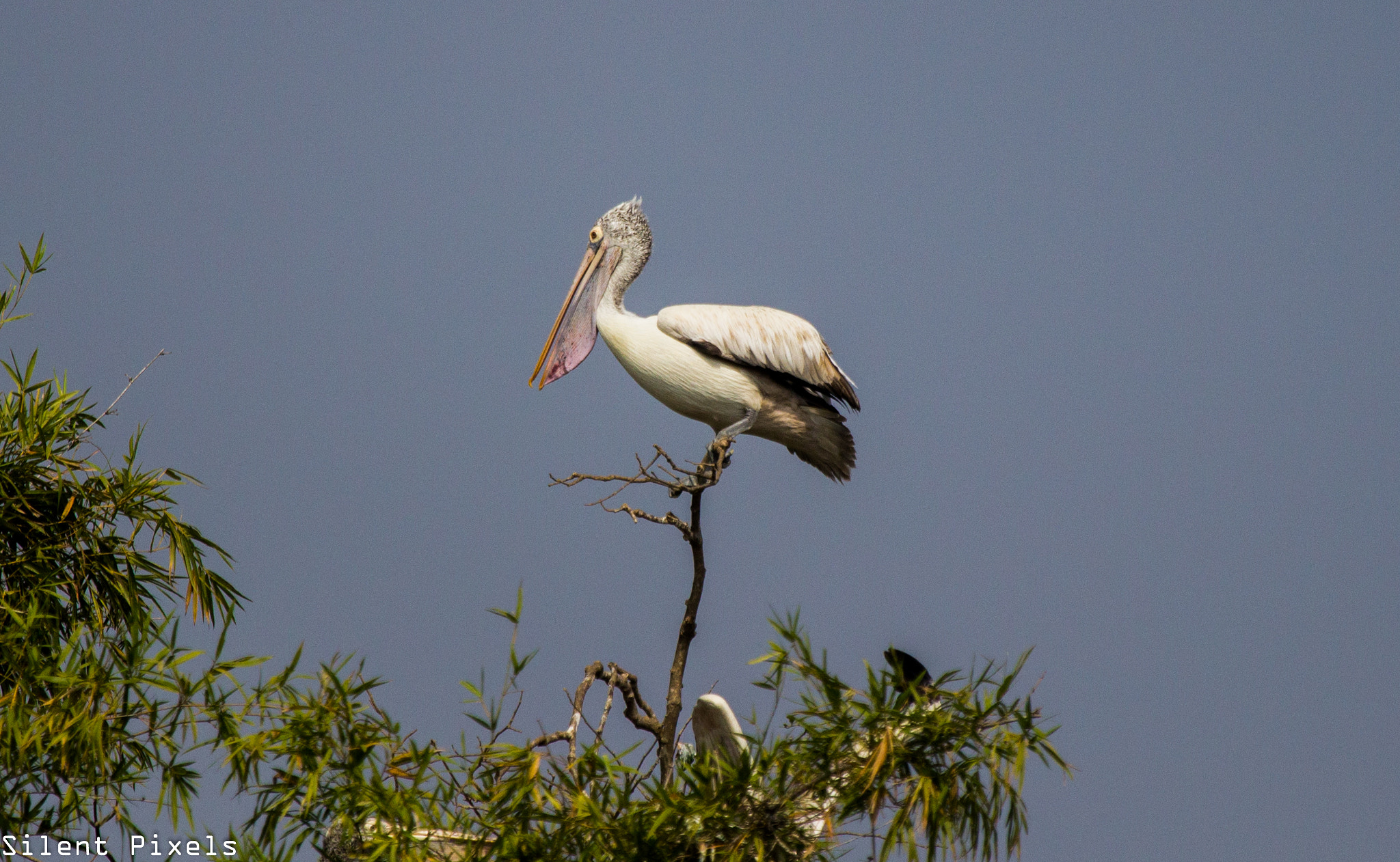 Canon EF 100-400mm F4.5-5.6L IS USM sample photo. To achieve the topmost photography