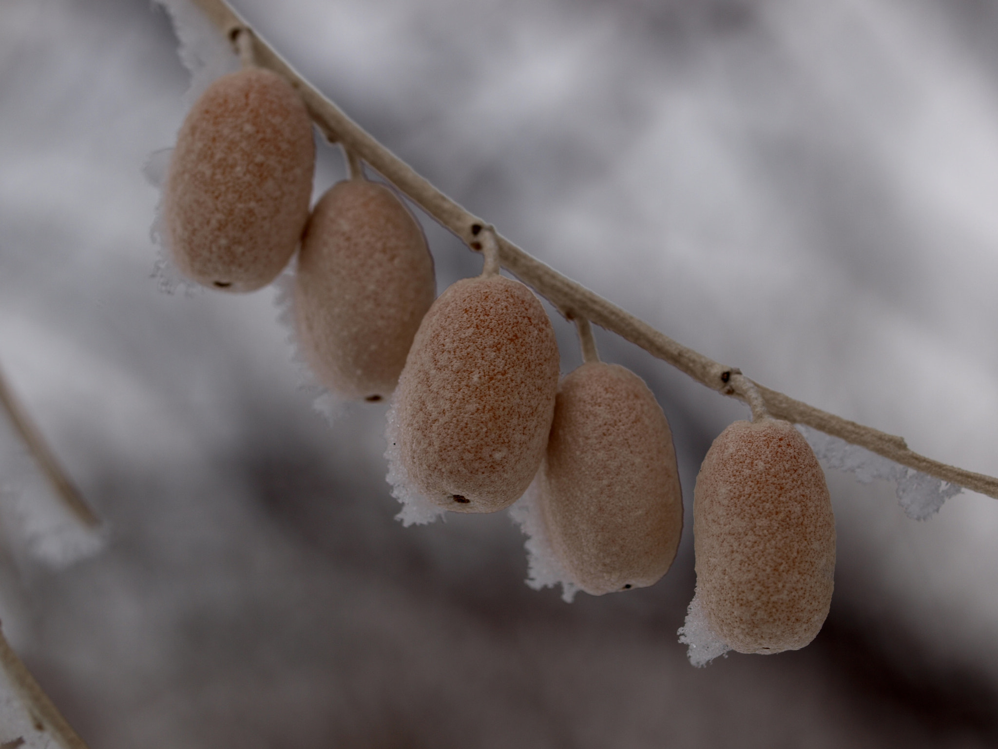 Olympus E-420 (EVOLT E-420) + Olympus Zuiko Digital ED 50mm F2.0 Macro sample photo. Russian olive (elaeagnus angustifolia) fruits photography