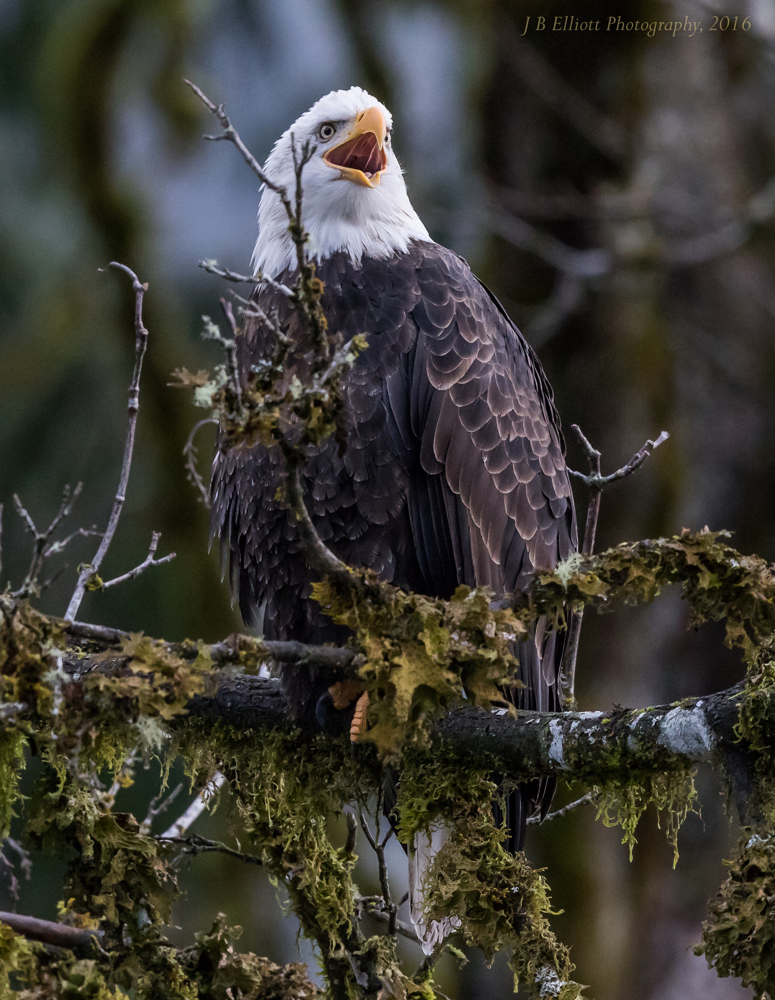 Canon EF 500mm F4L IS II USM sample photo. Talkative eagle photography