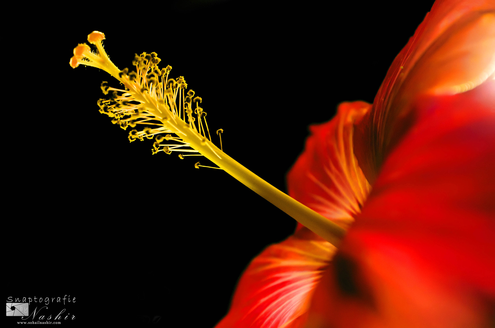 AF Zoom-Nikkor 28-85mm f/3.5-4.5 sample photo. Flower photography