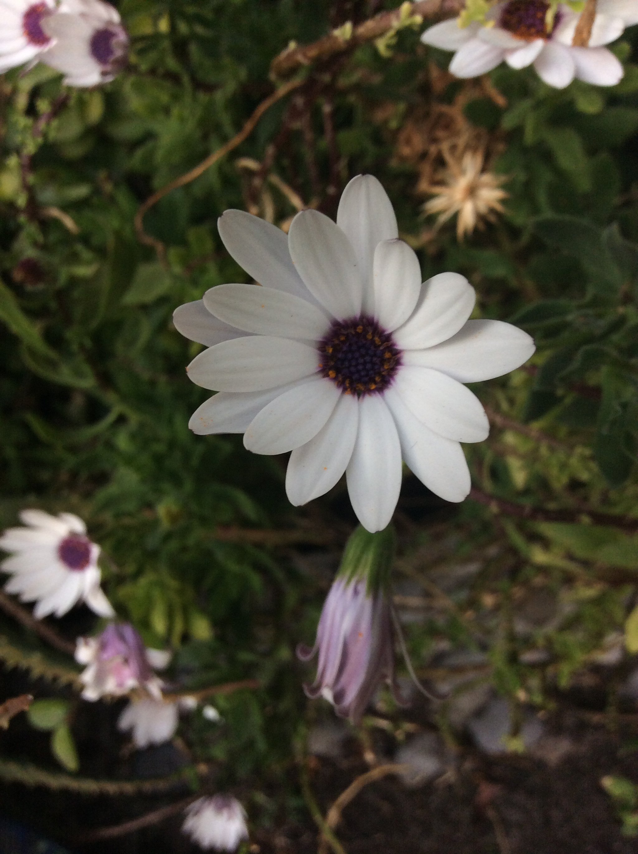 Apple iPad mini 3 sample photo