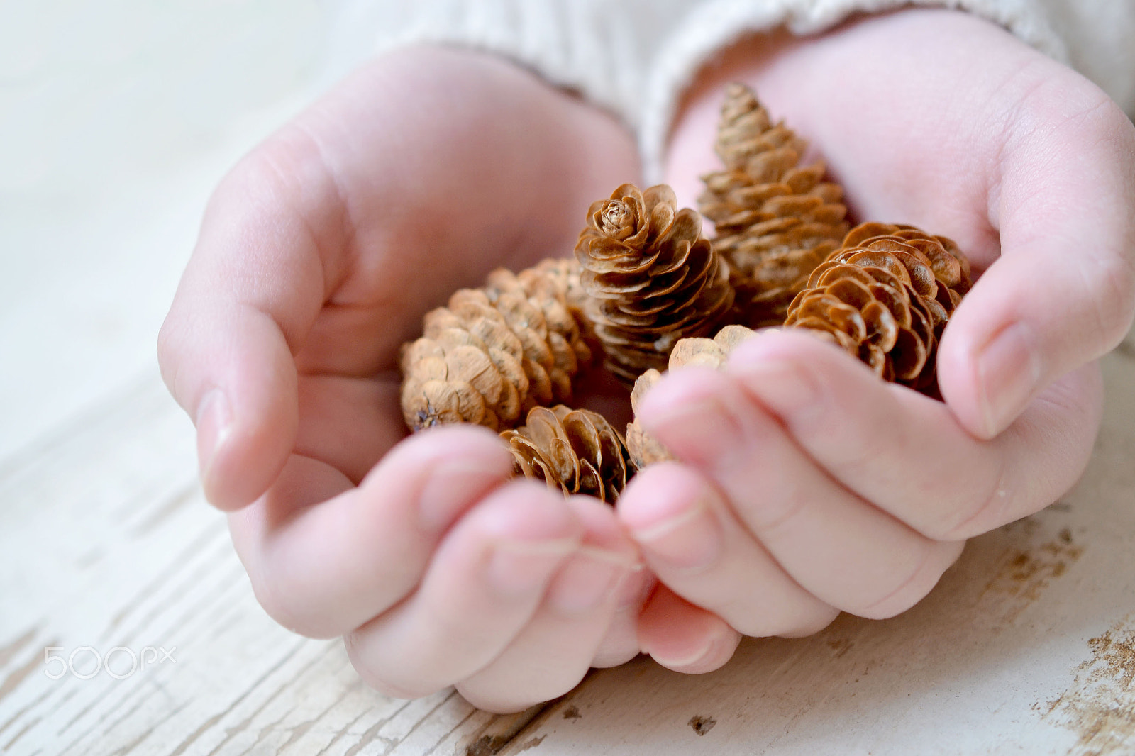Nikon D3100 sample photo. Pinecones in girls hands on white rustic table photography