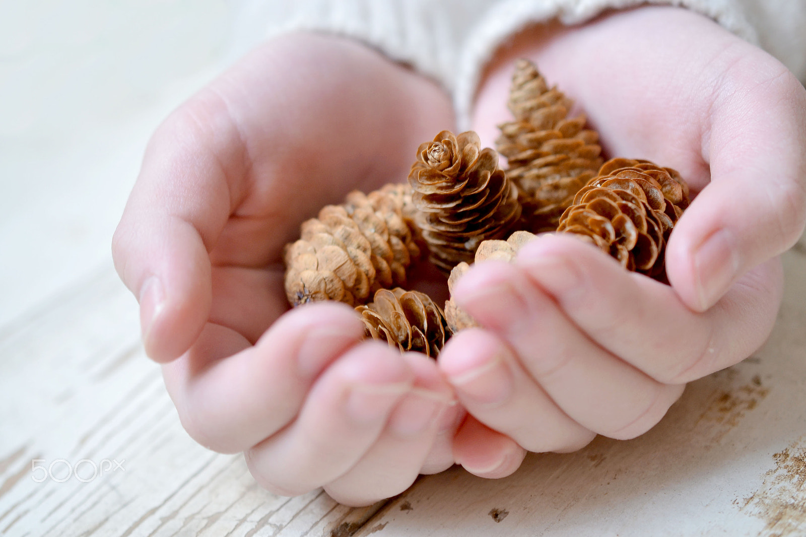 Nikon AF-S DX Micro Nikkor 40mm F2.8 sample photo. Pinecones in girls hands on white rustic table photography