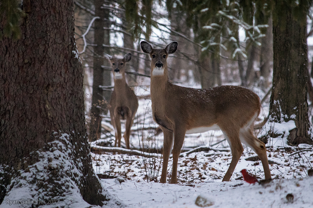 Canon EOS 7D Mark II + Canon EF-S 55-250mm F4-5.6 IS sample photo. Deer party photography