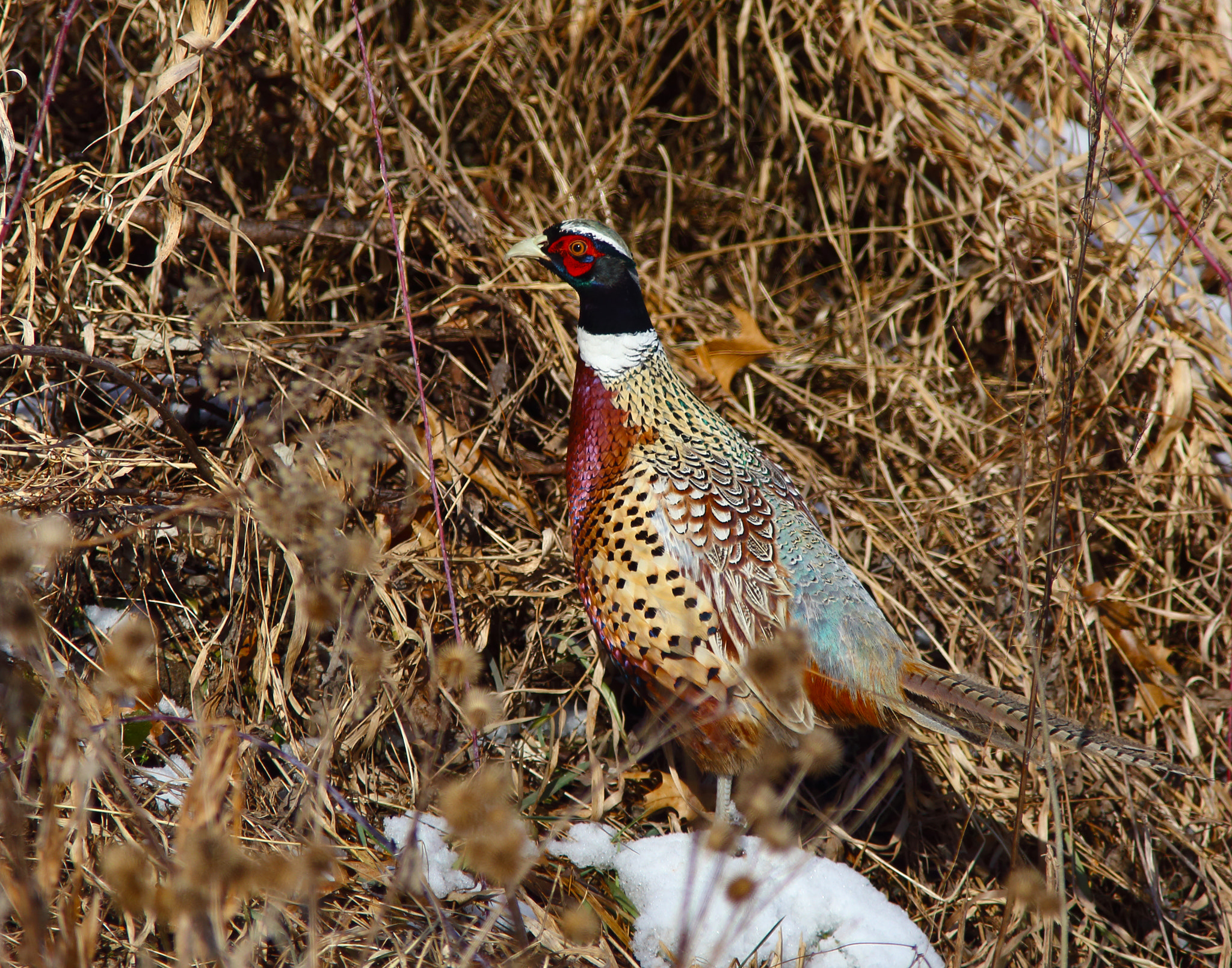 Canon EF 300mm f/4L + 1.4x sample photo. Surviving the winter photography