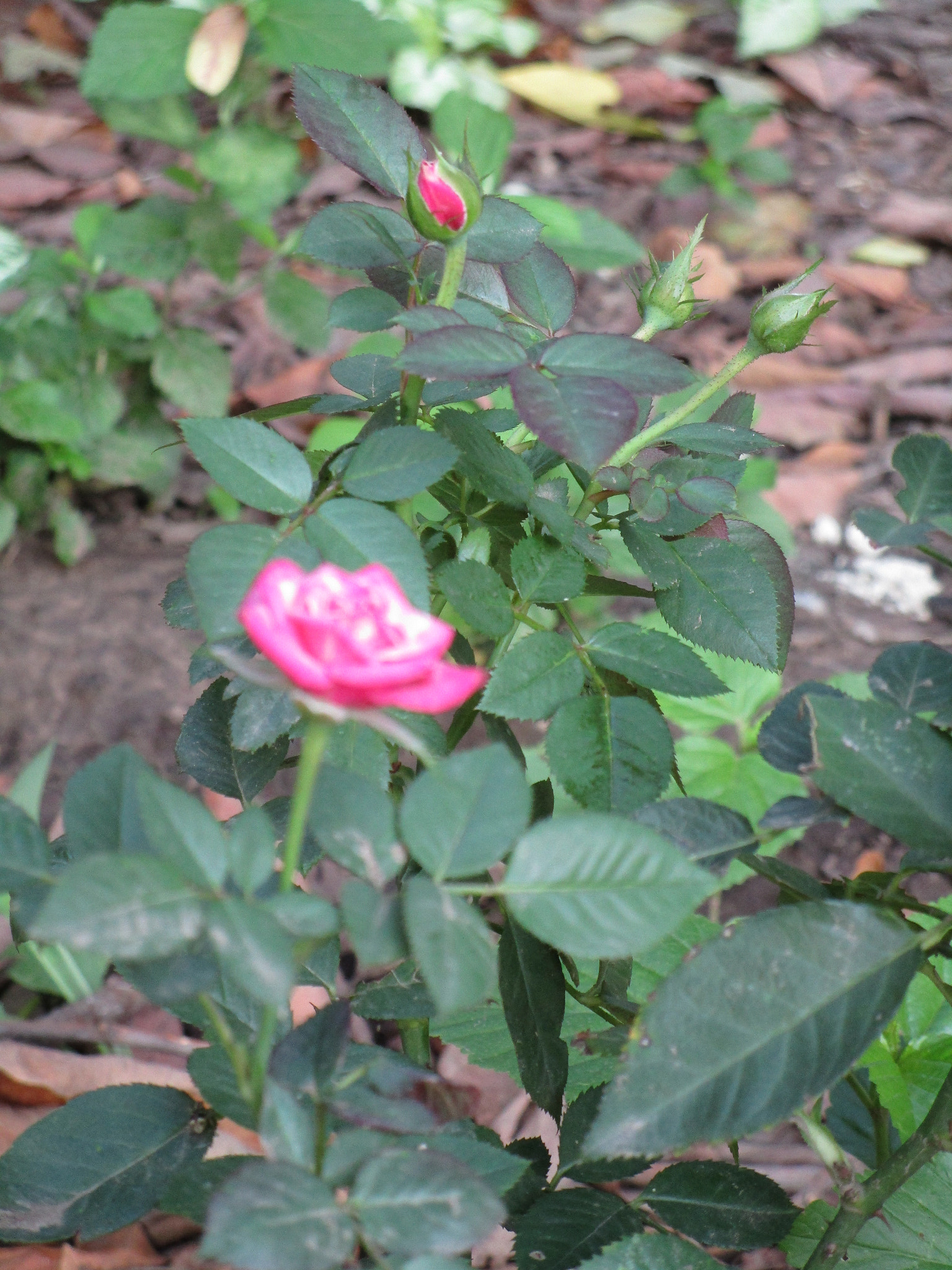 Canon PowerShot ELPH 190 IS (IXUS 180 / IXY 190) sample photo. Natural beauty photography