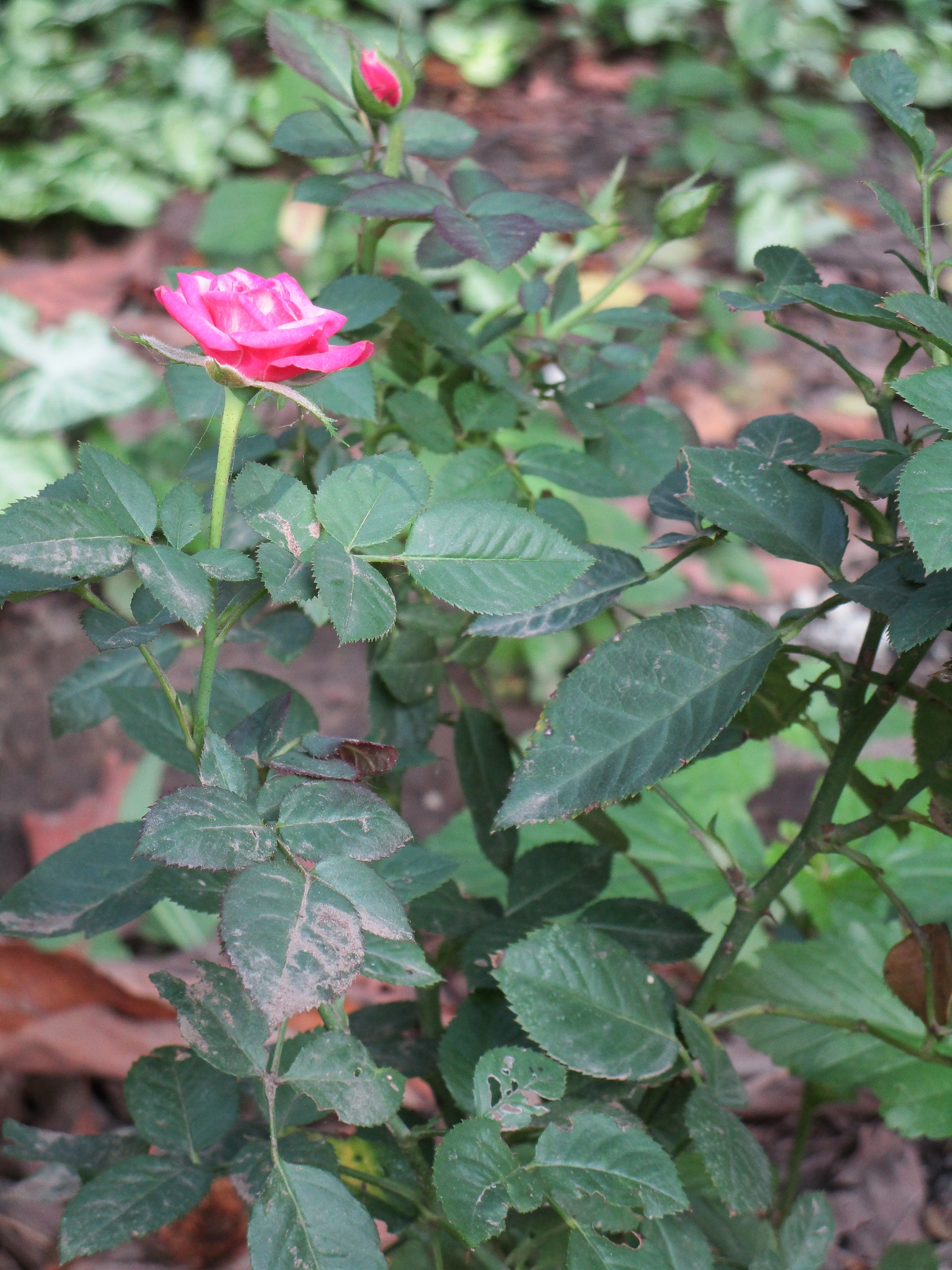 Canon PowerShot ELPH 190 IS (IXUS 180 / IXY 190) sample photo. Rosita photography