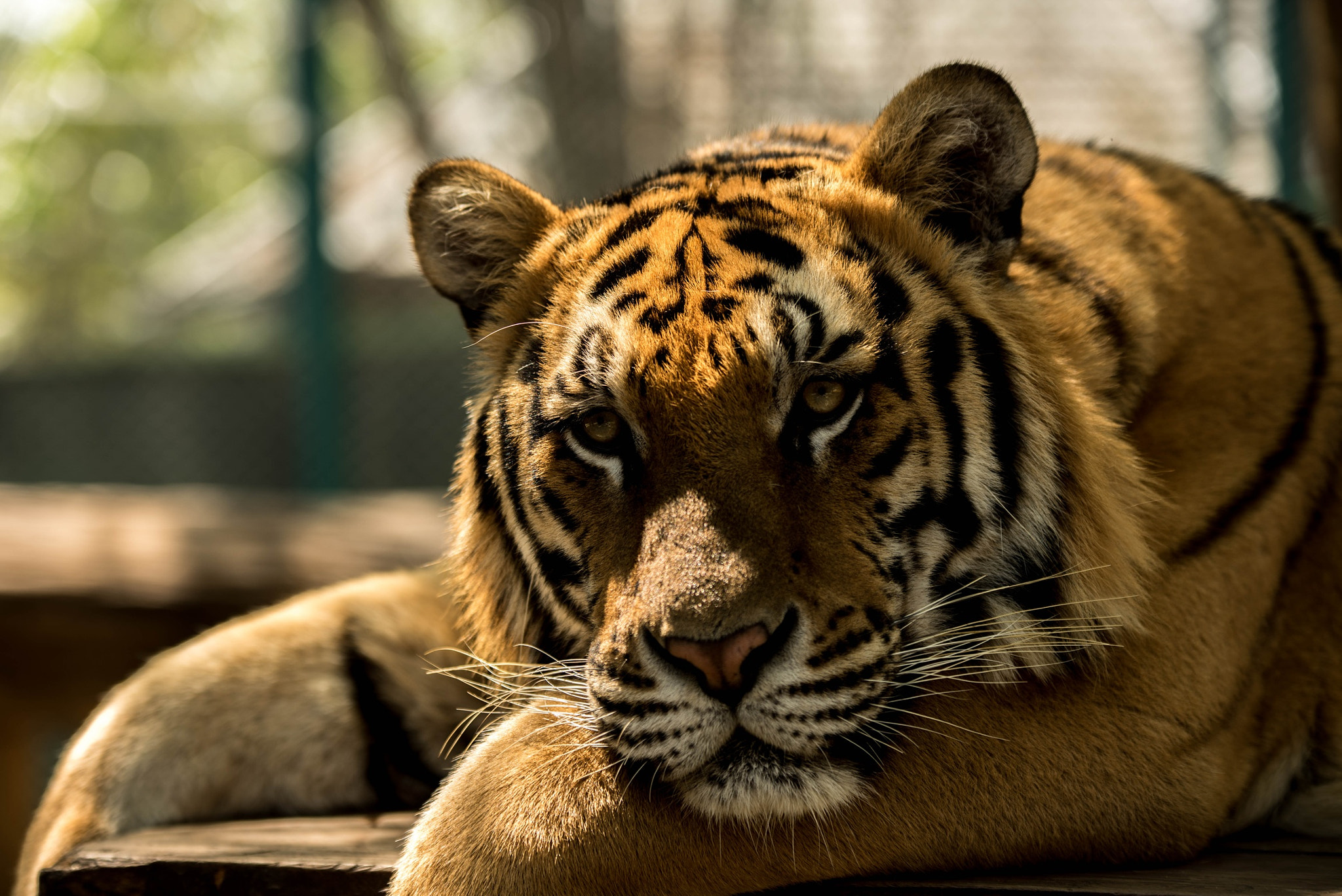 Nikon D810 sample photo. Kingdom of tigers in chiang mai thailand photography