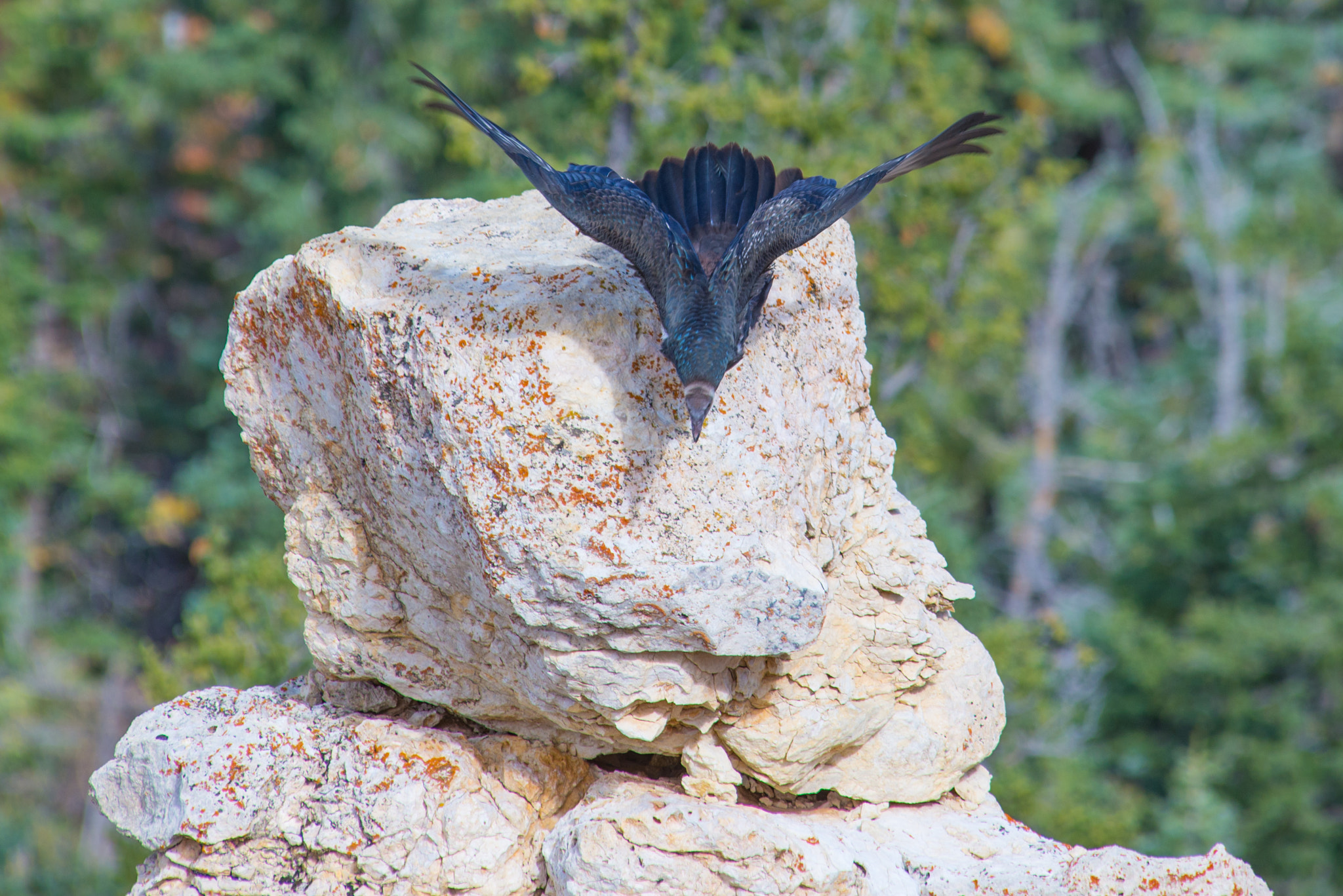 Nikon D600 sample photo. Bryce canyon photography