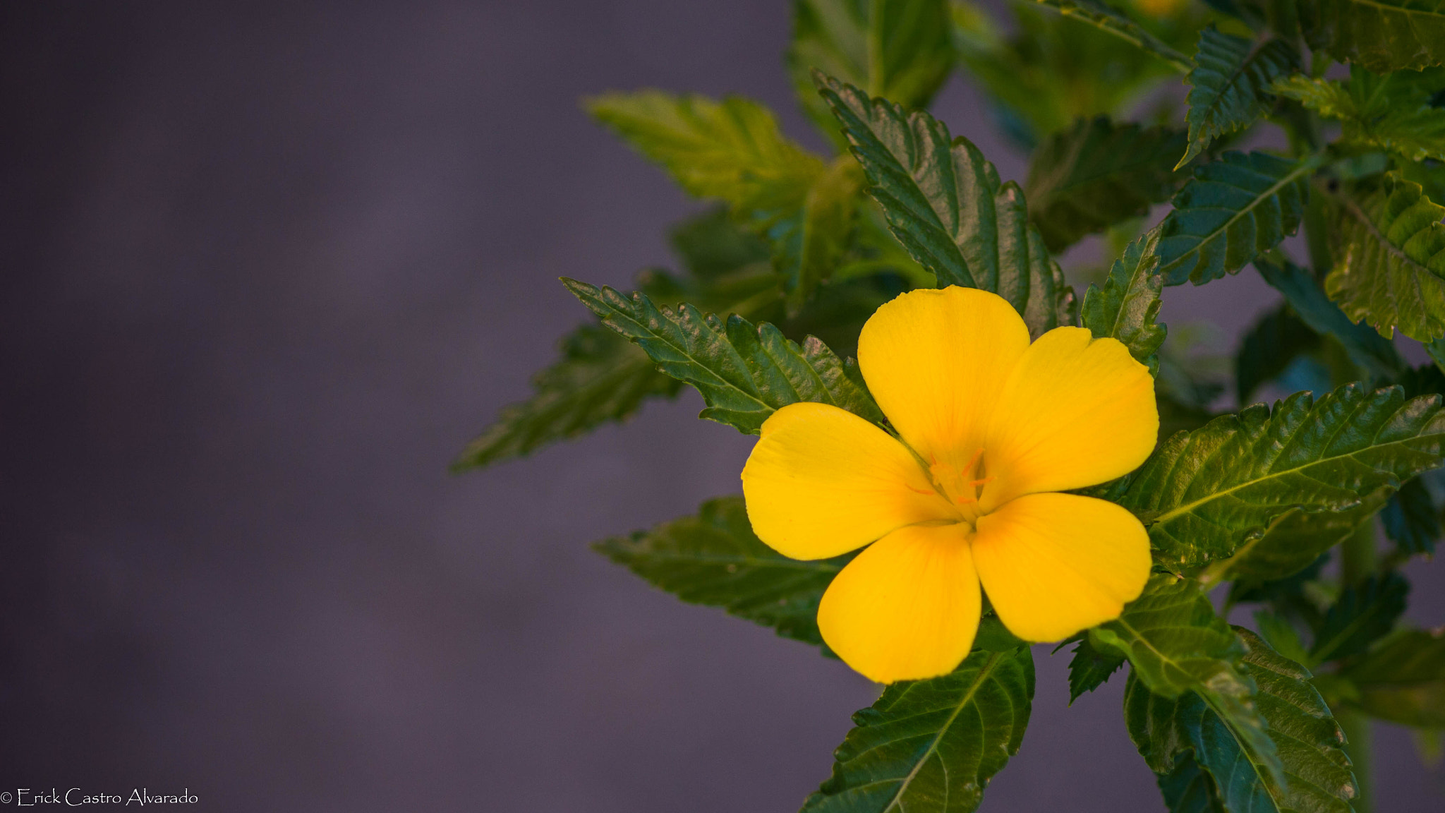 Canon EOS 550D (EOS Rebel T2i / EOS Kiss X4) sample photo. Flor de arbusto. photography