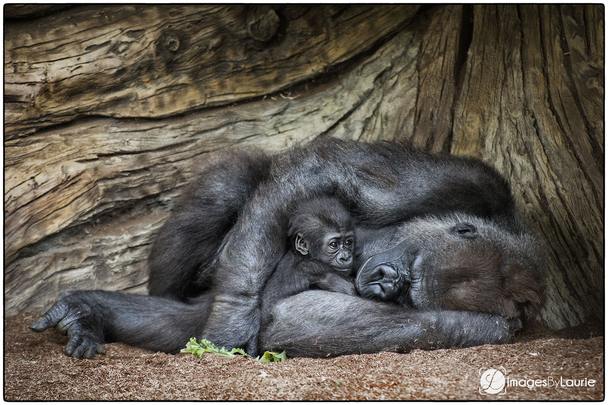 Nikon D800E sample photo. Nap time for mom photography