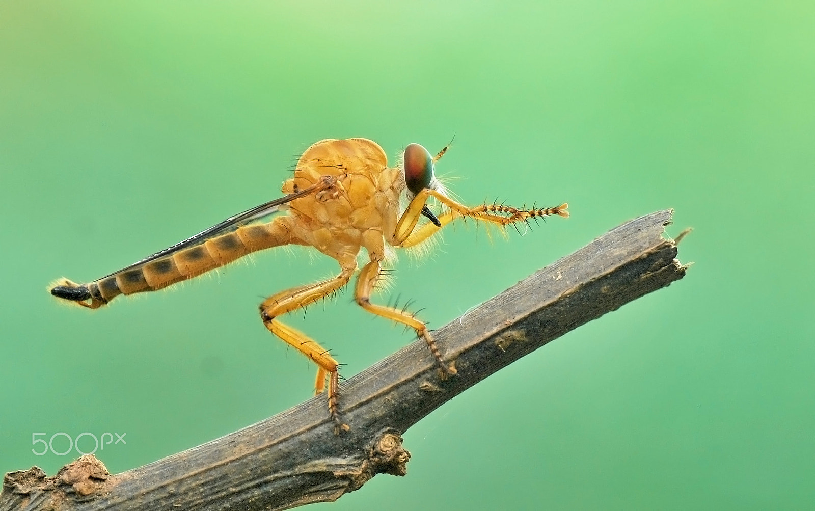 Nikon D60 sample photo. Robber fly photography