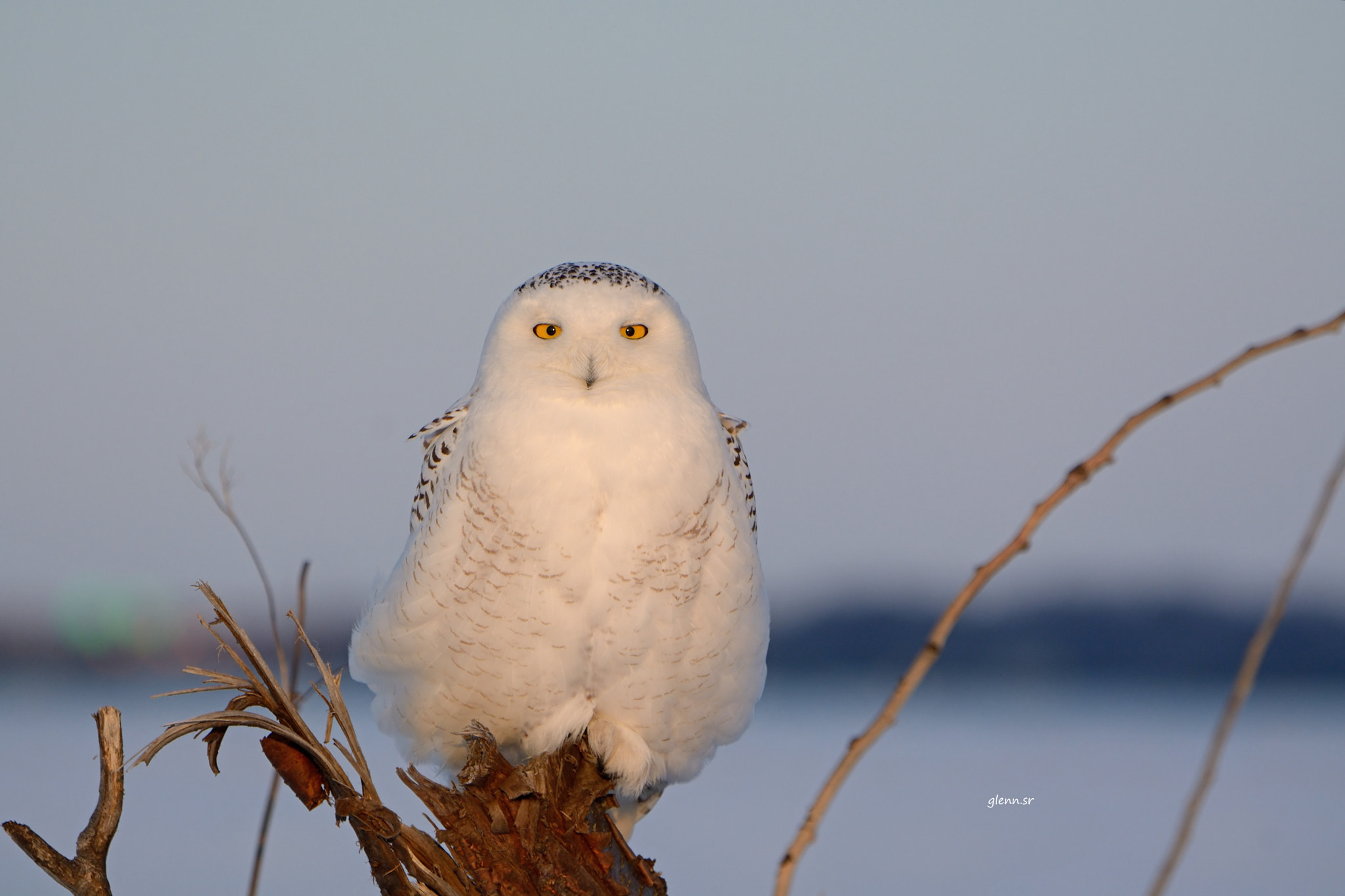 Nikon D7100 sample photo. Snow owl photography