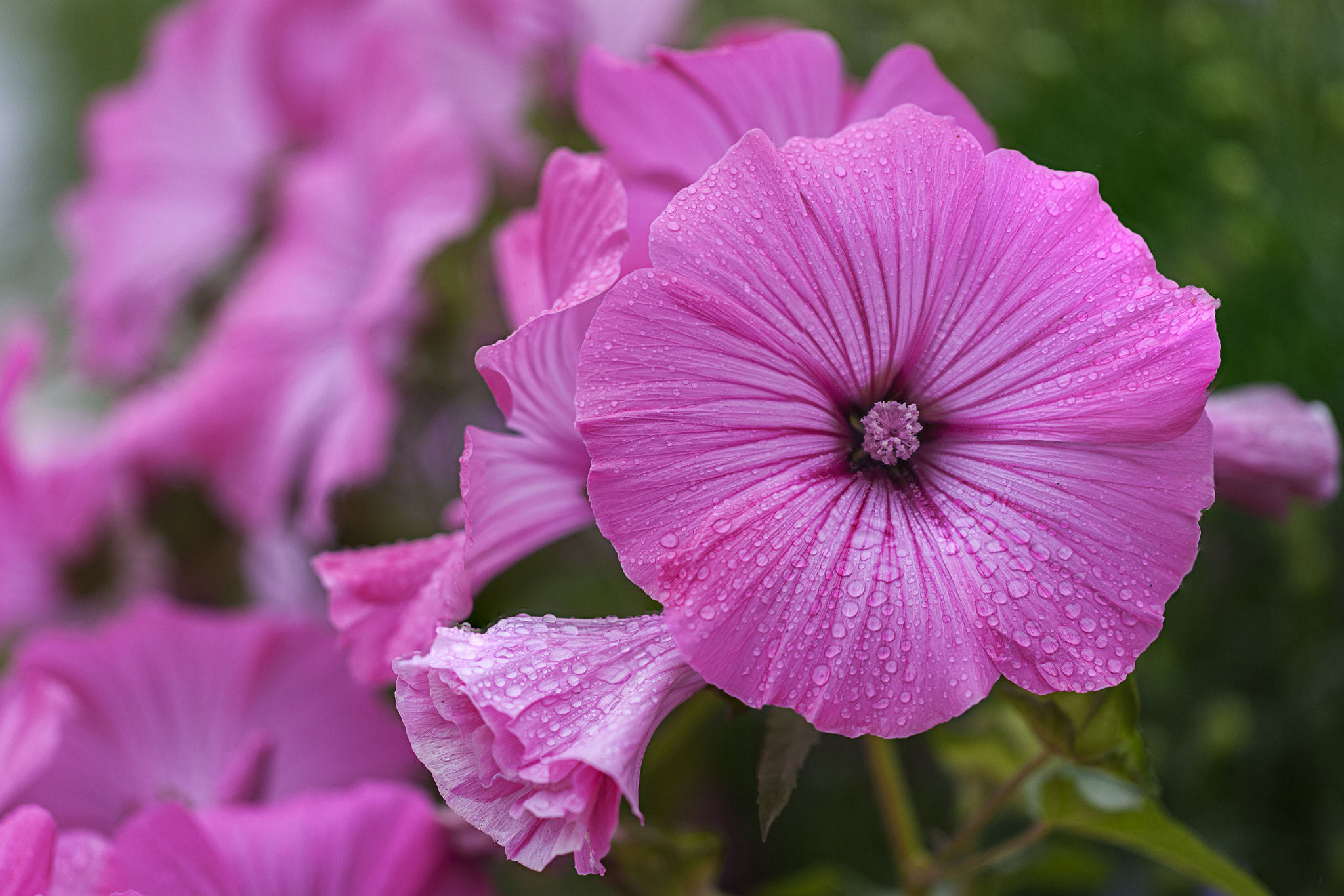 Canon EOS-1Ds Mark III sample photo. Pink flowers photography