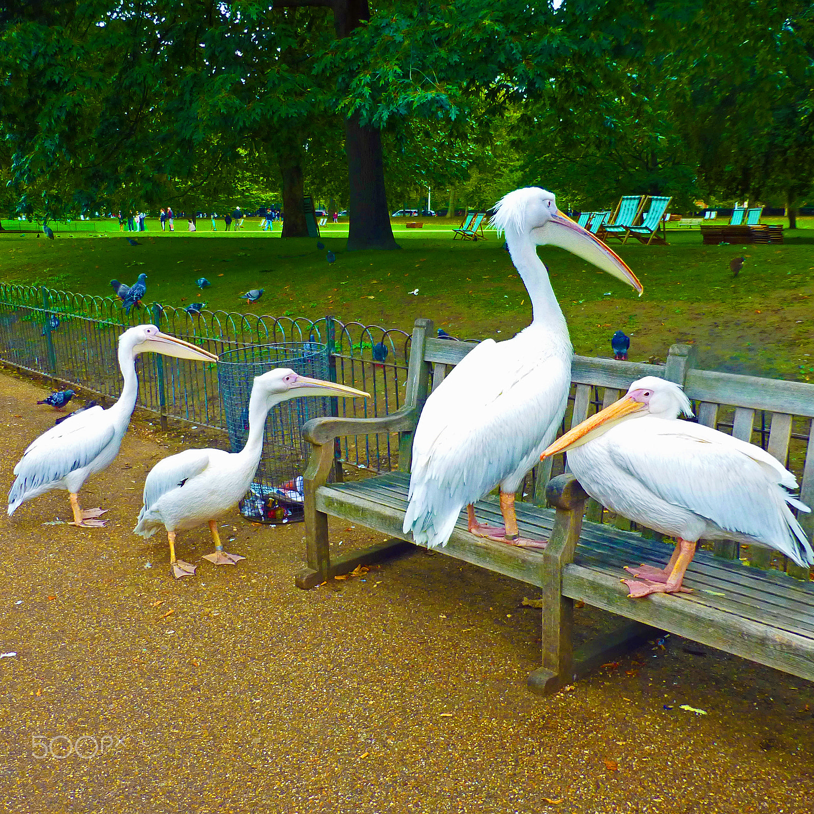 Panasonic Lumix DMC-ZS20 (Lumix DMC-TZ30) sample photo. London pelicans photography