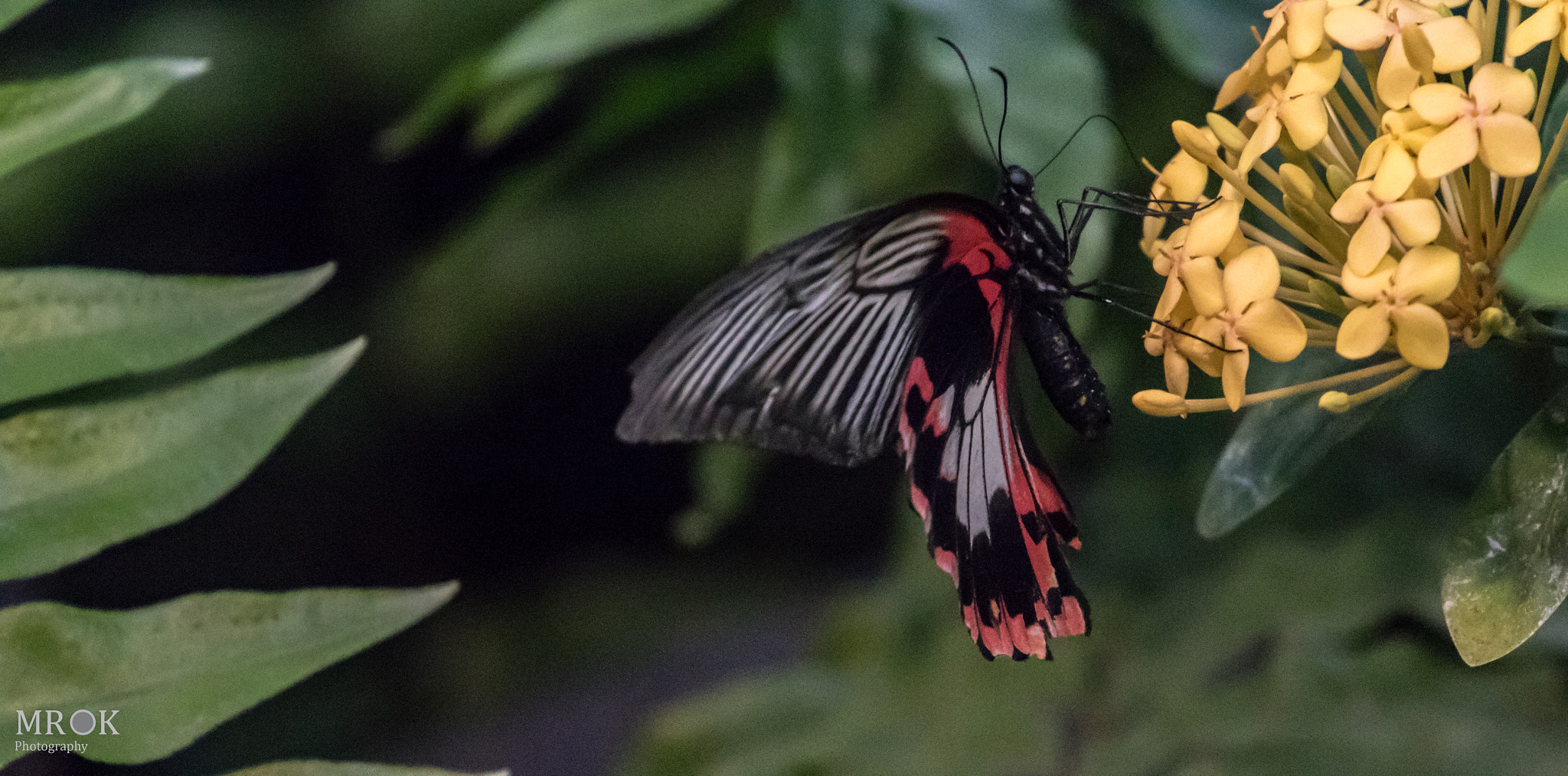 Canon EF 70-200mm F4L USM sample photo. Bfly1 photography