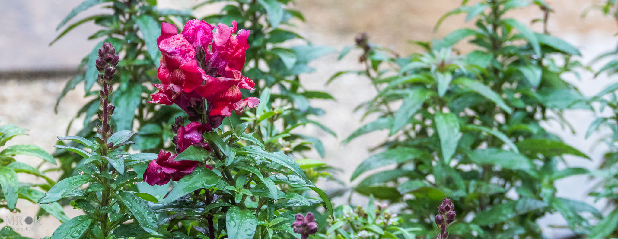 Canon EF 70-200mm F4L USM sample photo. Nccolor photography