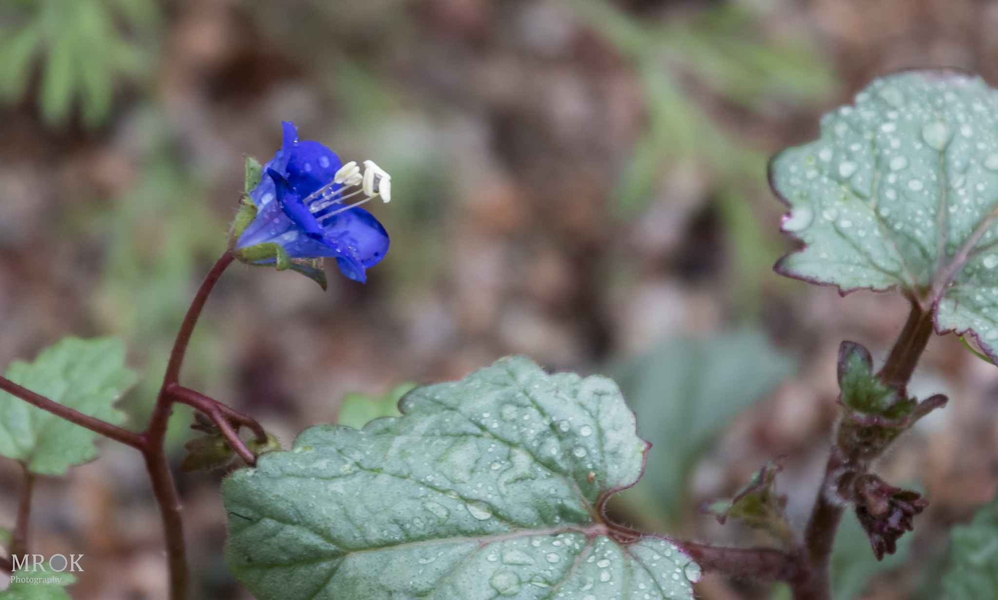 Canon EF 70-200mm F4L USM sample photo. Softblue photography