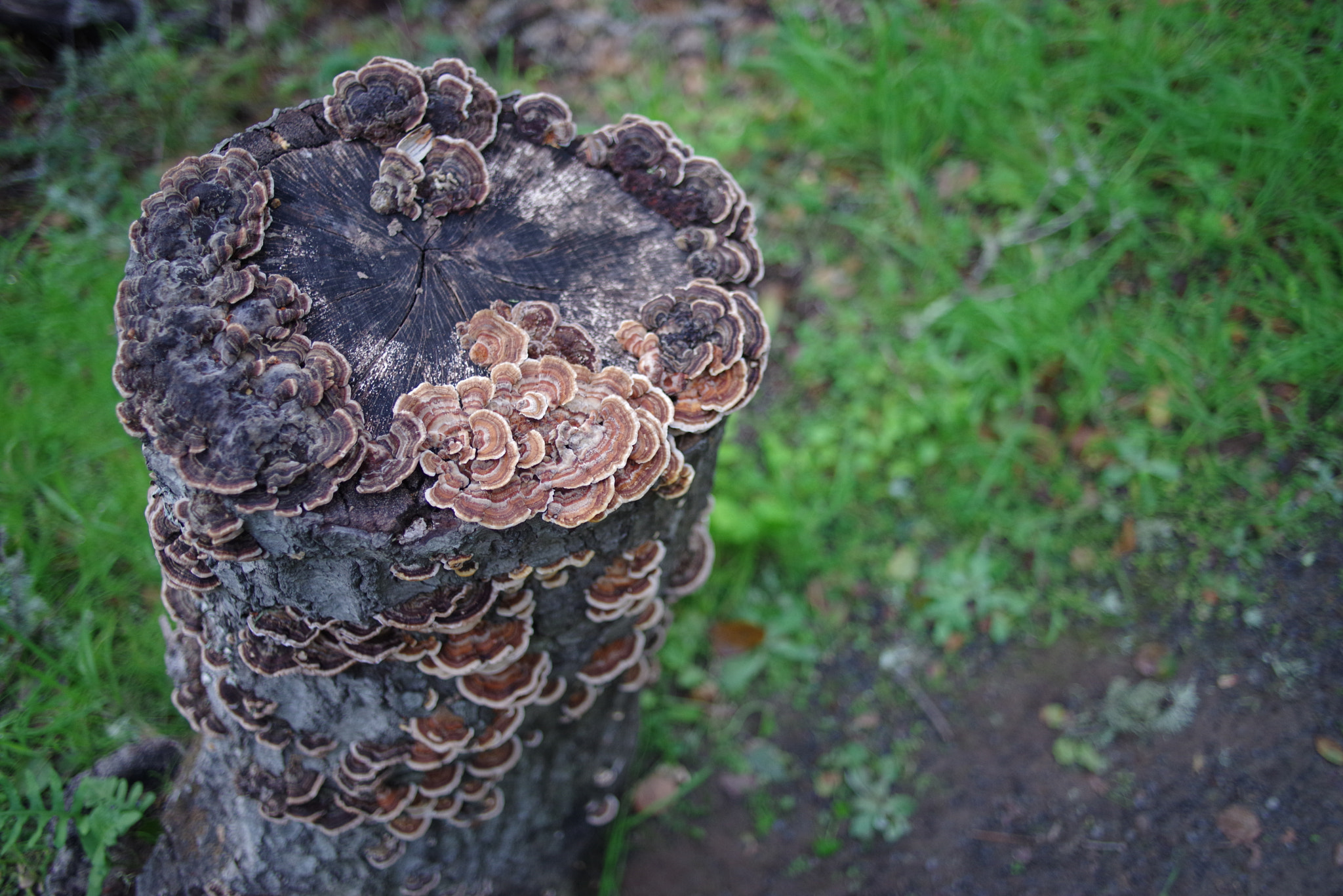 Pentax K-1 sample photo. Fungal photography