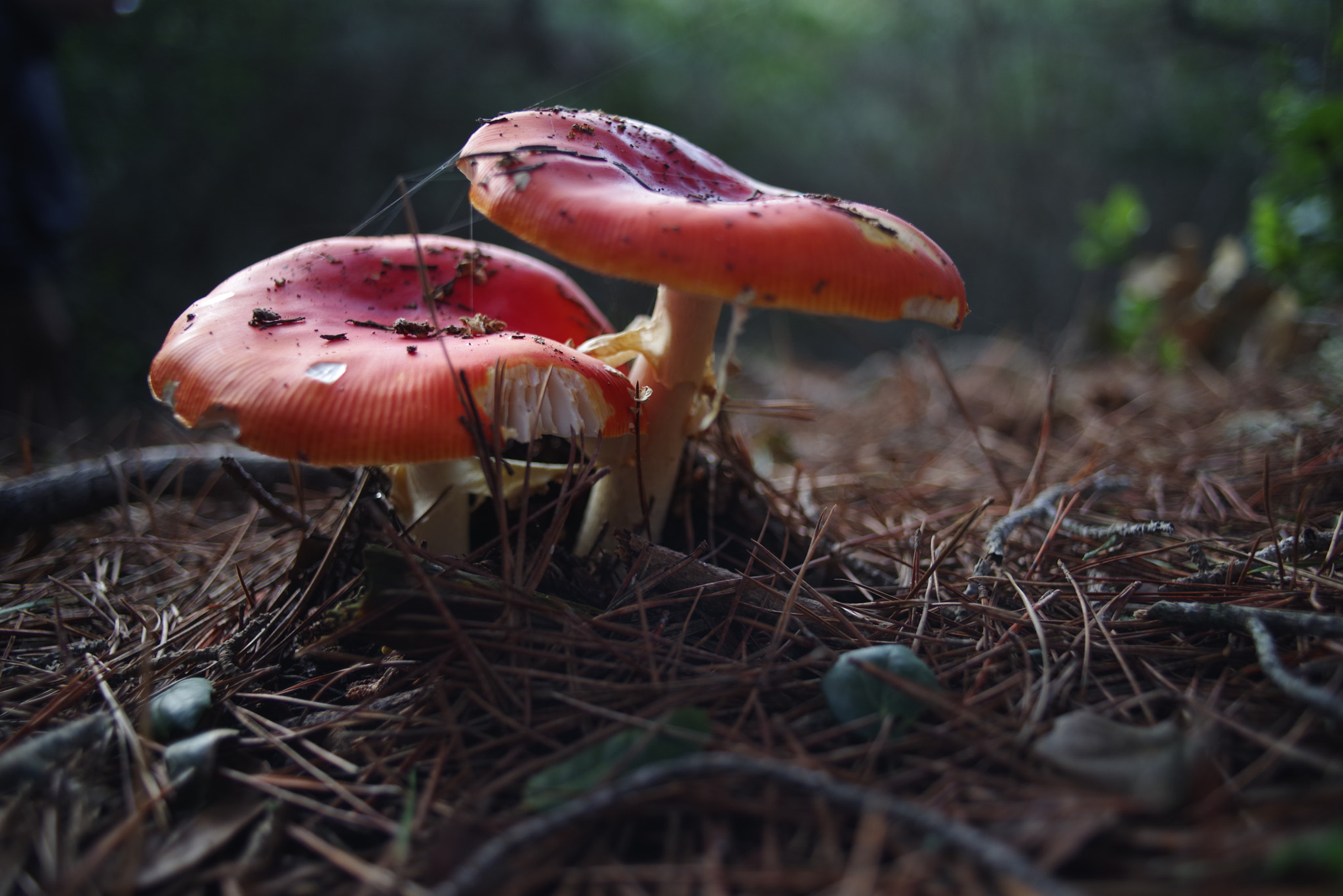 Pentax K-1 + smc PENTAX-F 28mm F2.8 sample photo. Red mushrooms photography