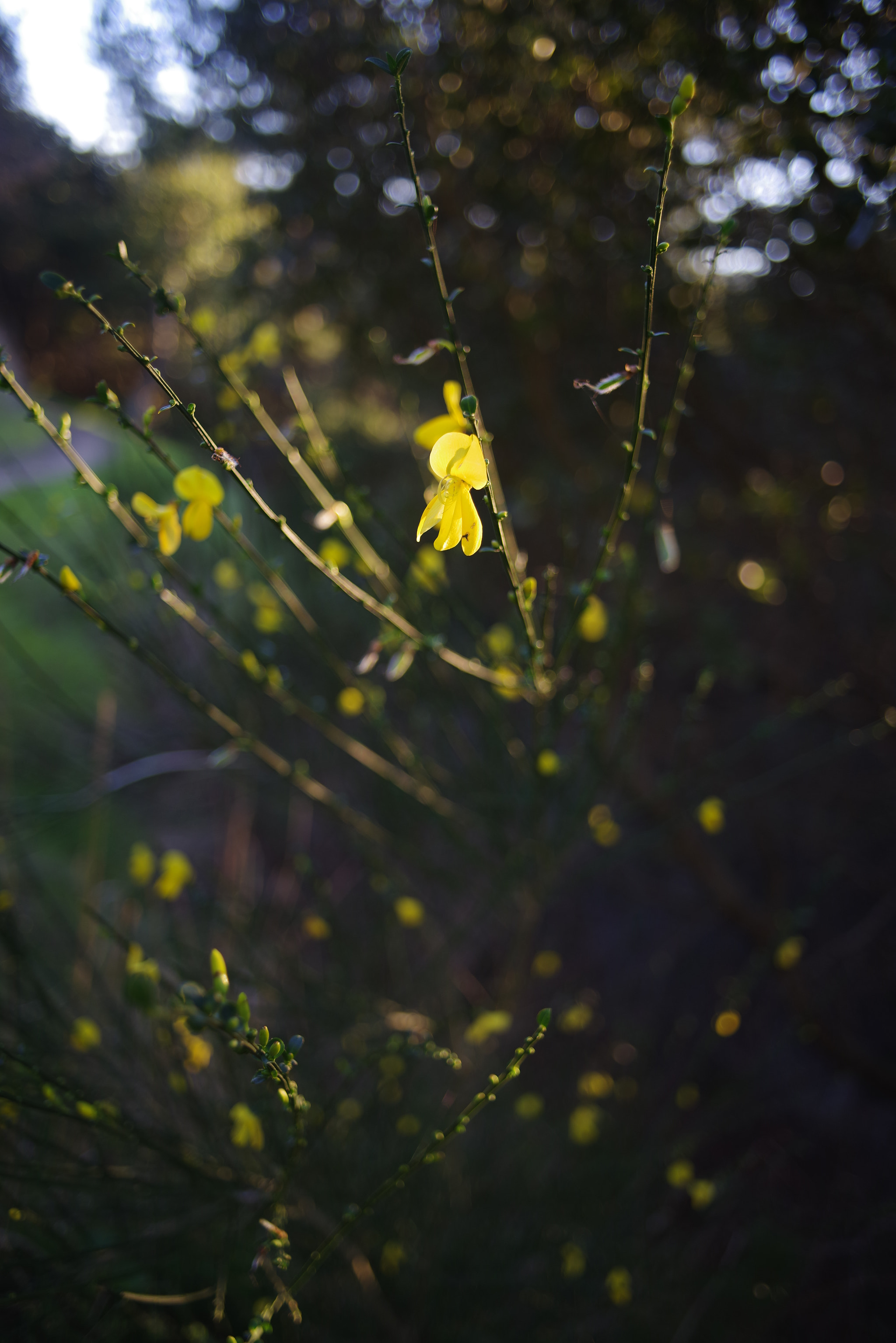 smc PENTAX-F 28mm F2.8 sample photo. Yellow flowers photography