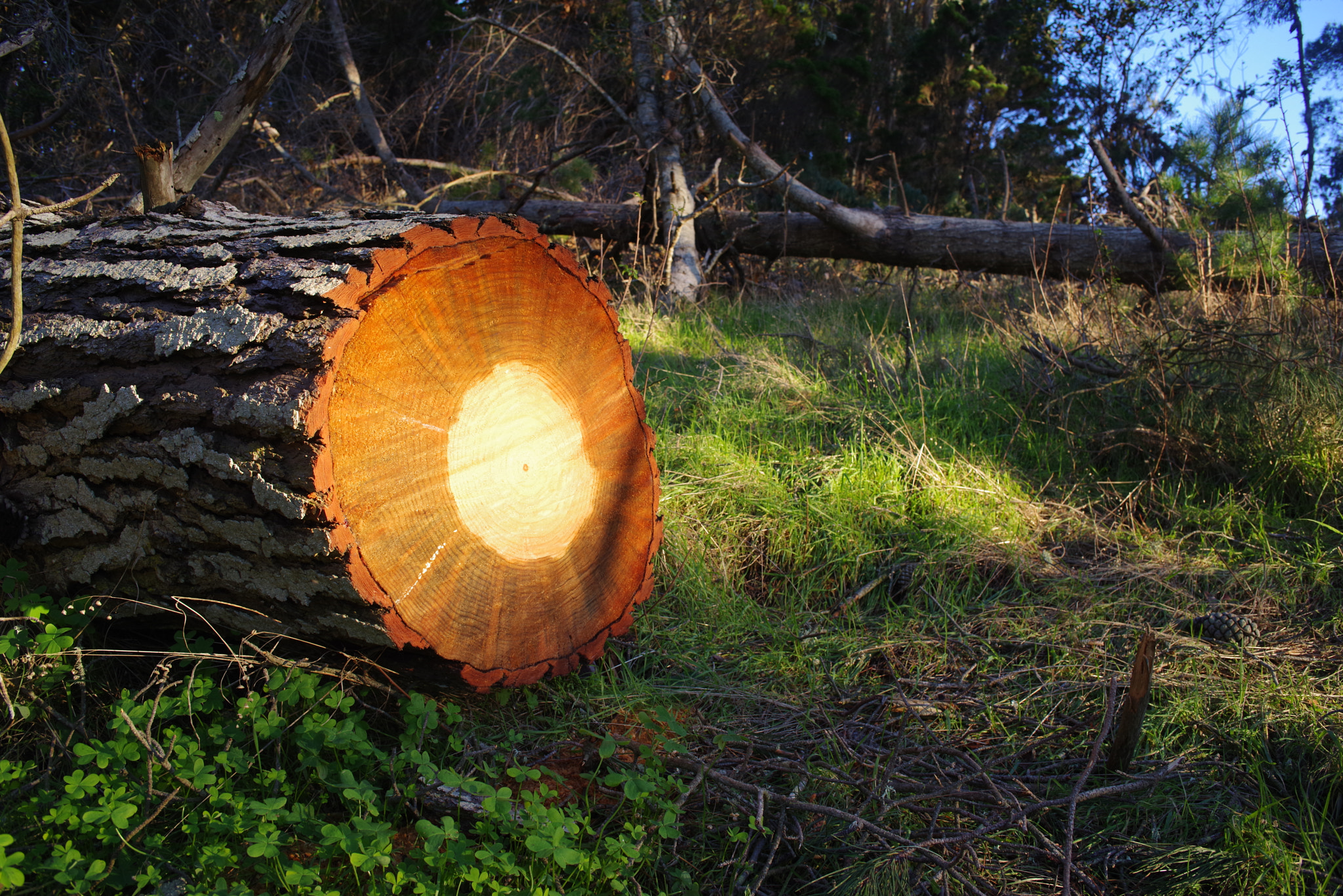 smc PENTAX-F 28mm F2.8 sample photo. Treeslice photography