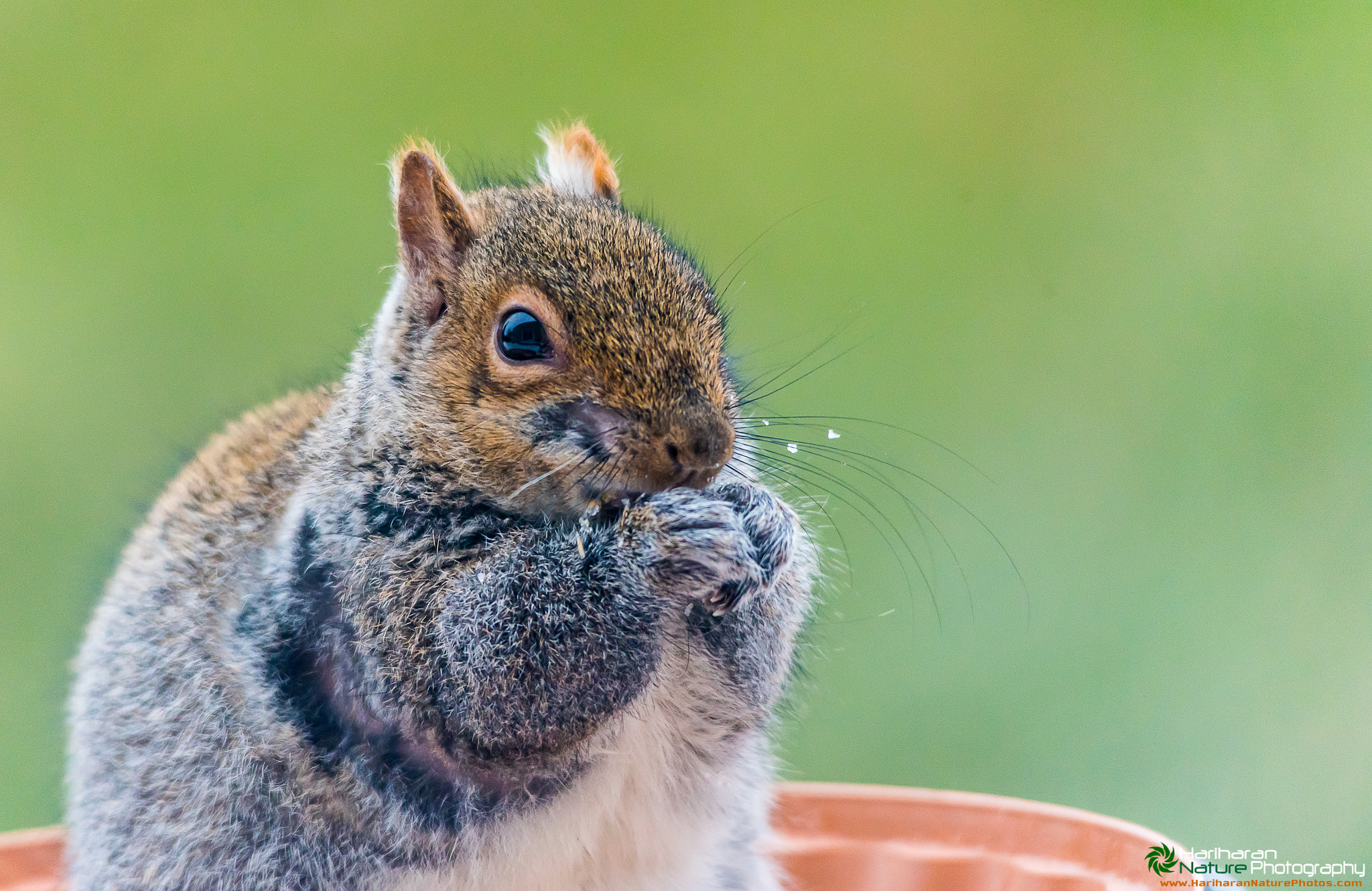 Nikon D750 + Sigma 150-500mm F5-6.3 DG OS HSM sample photo. Breakfast with eastern gray squirrel photography