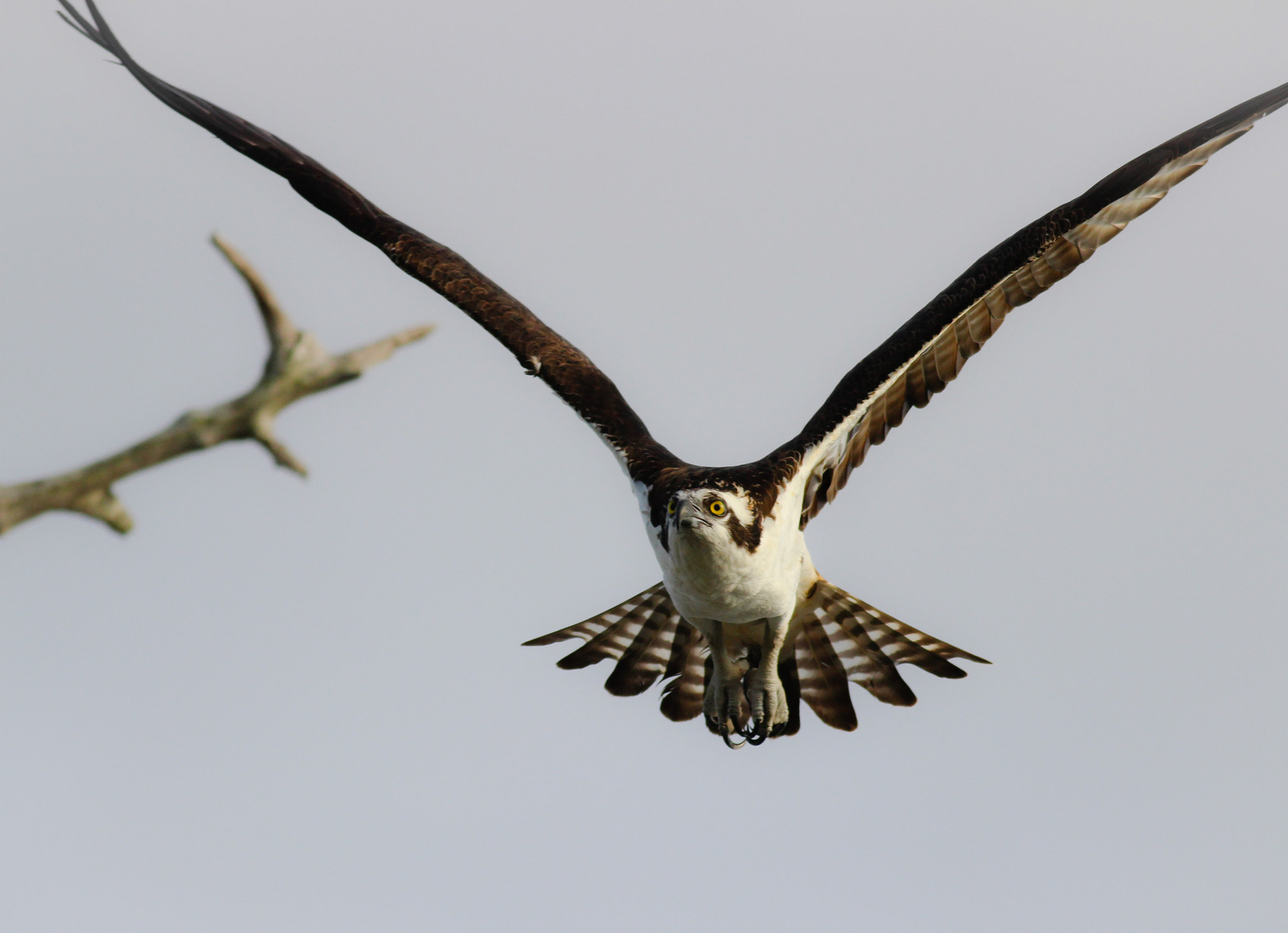 Canon EOS 600D (Rebel EOS T3i / EOS Kiss X5) + Canon EF 400mm F5.6L USM sample photo. Osprey  photography