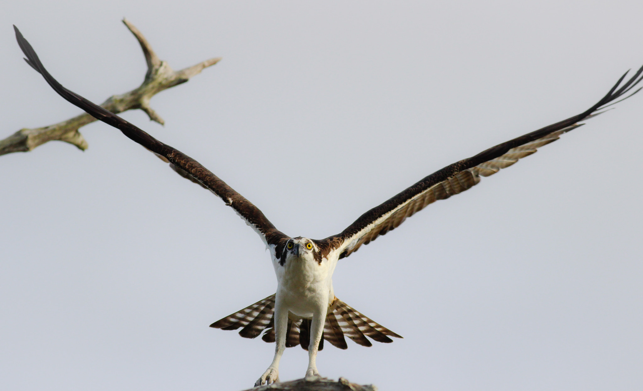 Canon EOS 600D (Rebel EOS T3i / EOS Kiss X5) + Canon EF 400mm F5.6L USM sample photo. Osprey photography