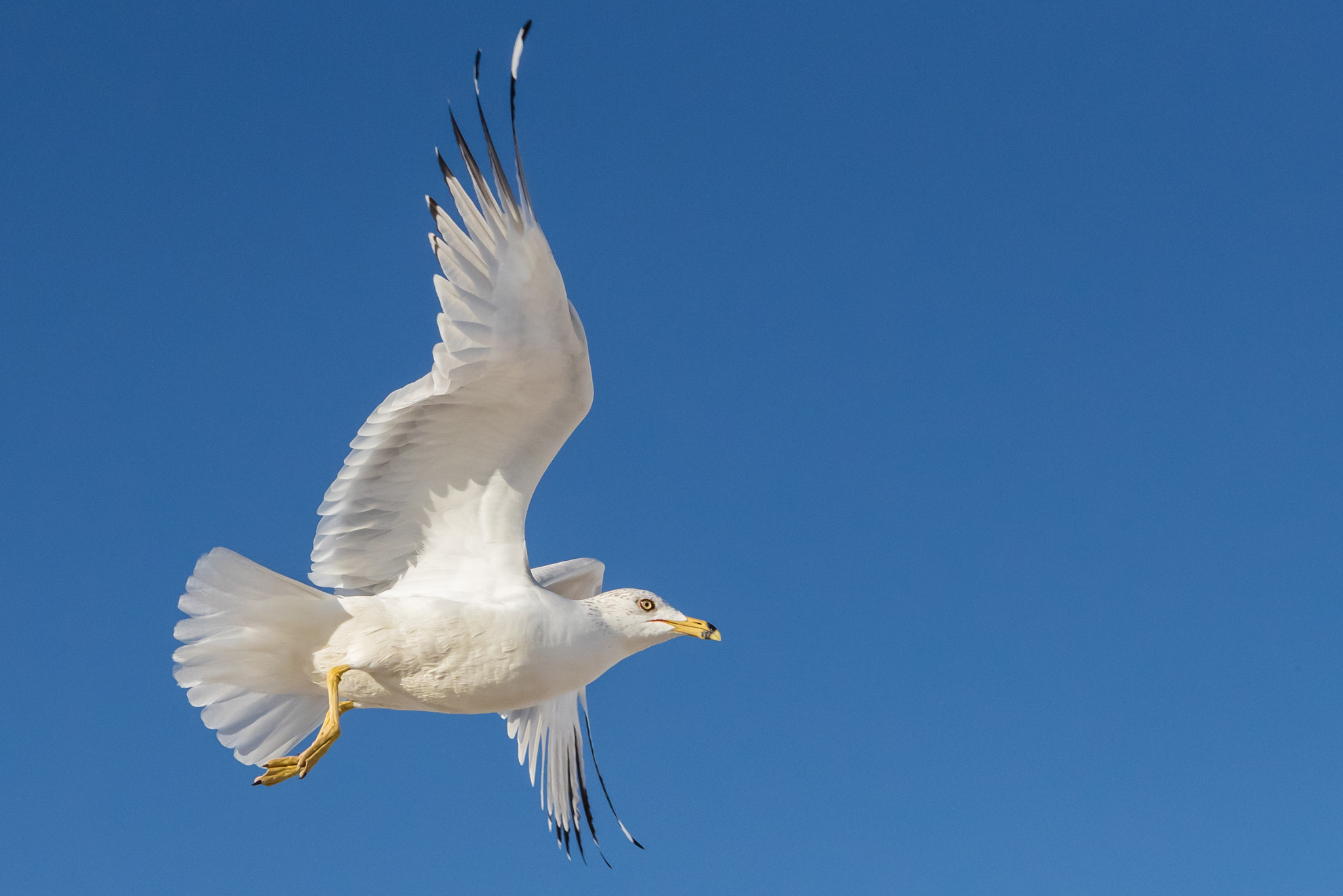 Canon EF 24-70mm F2.8L USM sample photo. Ring billed gull photography